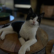 Winter a rejoint le concours — aidez-le/la à gagner de superbes lots ! cat, black_and_white, animal, pet, fur, whiskers, table, wood, indoor, living_room, furniture, relaxed, cute, crossed_paws, domestic_cat, eyes, ears, portrait, mammal, cozy