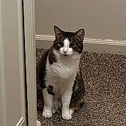 Nala is registered to the contest to win money with this photo: alert, animal, carpet, cat, closeup, curious, domestic, doorway, ears, feline, floor, house, indoor, pet, portrait, sitting, tabby, wall, whiskers, white