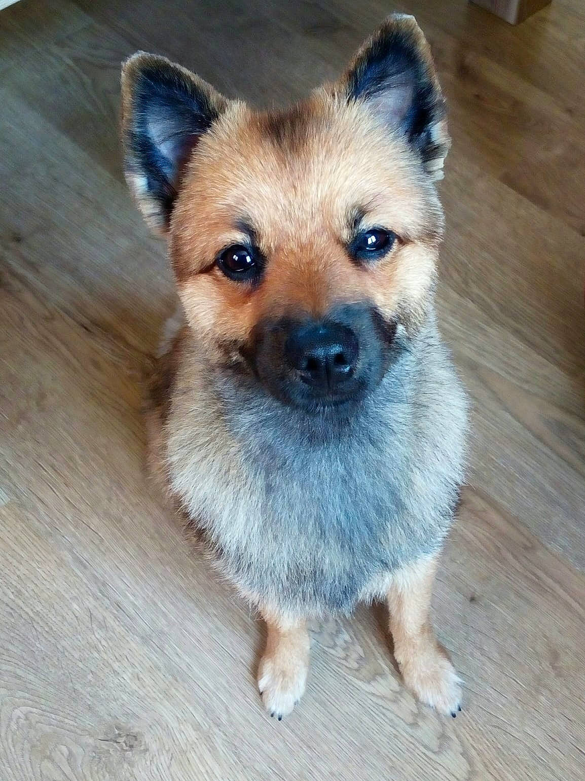 Kenzo participe au concours pour gagner de l'argent avec cette photo : canidae, carnivore, companion_dog, dog, dog_breed, eye, fawn, flooring, fur, hardwood, head, non_sporting_group, plank, snout, sporting_group, terrestrial_animal, varnish, whiskers, wood, wood_stain