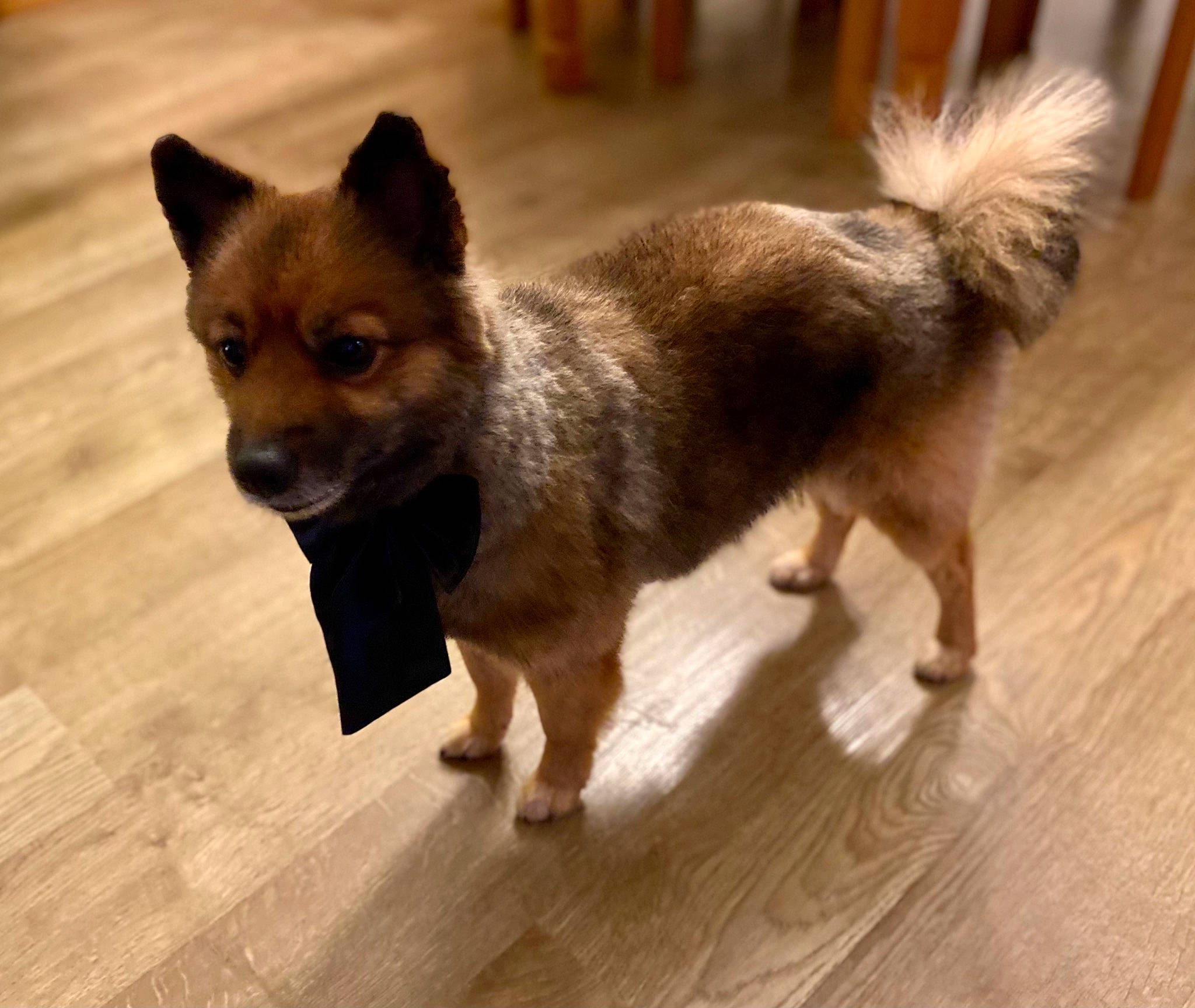 Kenzo a rejoint le concours — aidez-le/la à gagner de superbes lots ! ancient_dog_breeds, canidae, carnivore, companion_dog, dog, dog_breed, fawn, flooring, fur, hardwood, plank, sporting_group, tail, terrestrial_animal, whiskers, wood, wood_flooring, wood_stain, working_animal, working_dog