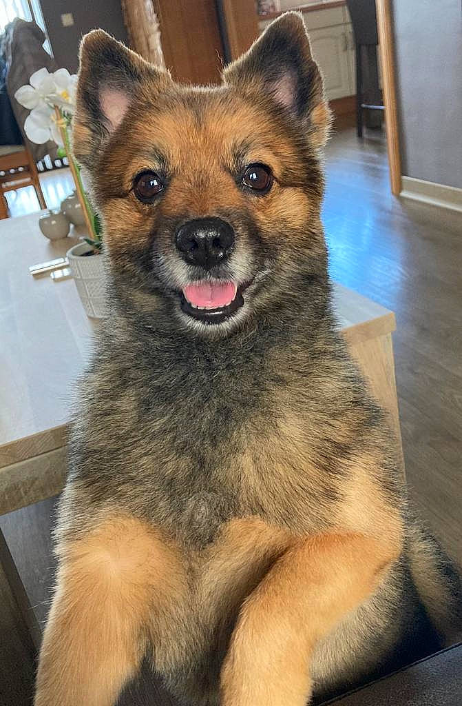 Kenzo a rejoint le concours — aidez-le/la à gagner de superbes lots ! ancient_dog_breeds, canidae, canis, carnivore, collar, companion_dog, dog, dog_breed, fawn, fur, snout, sporting_group, terrestrial_animal, whiskers, window, working_animal, working_dog