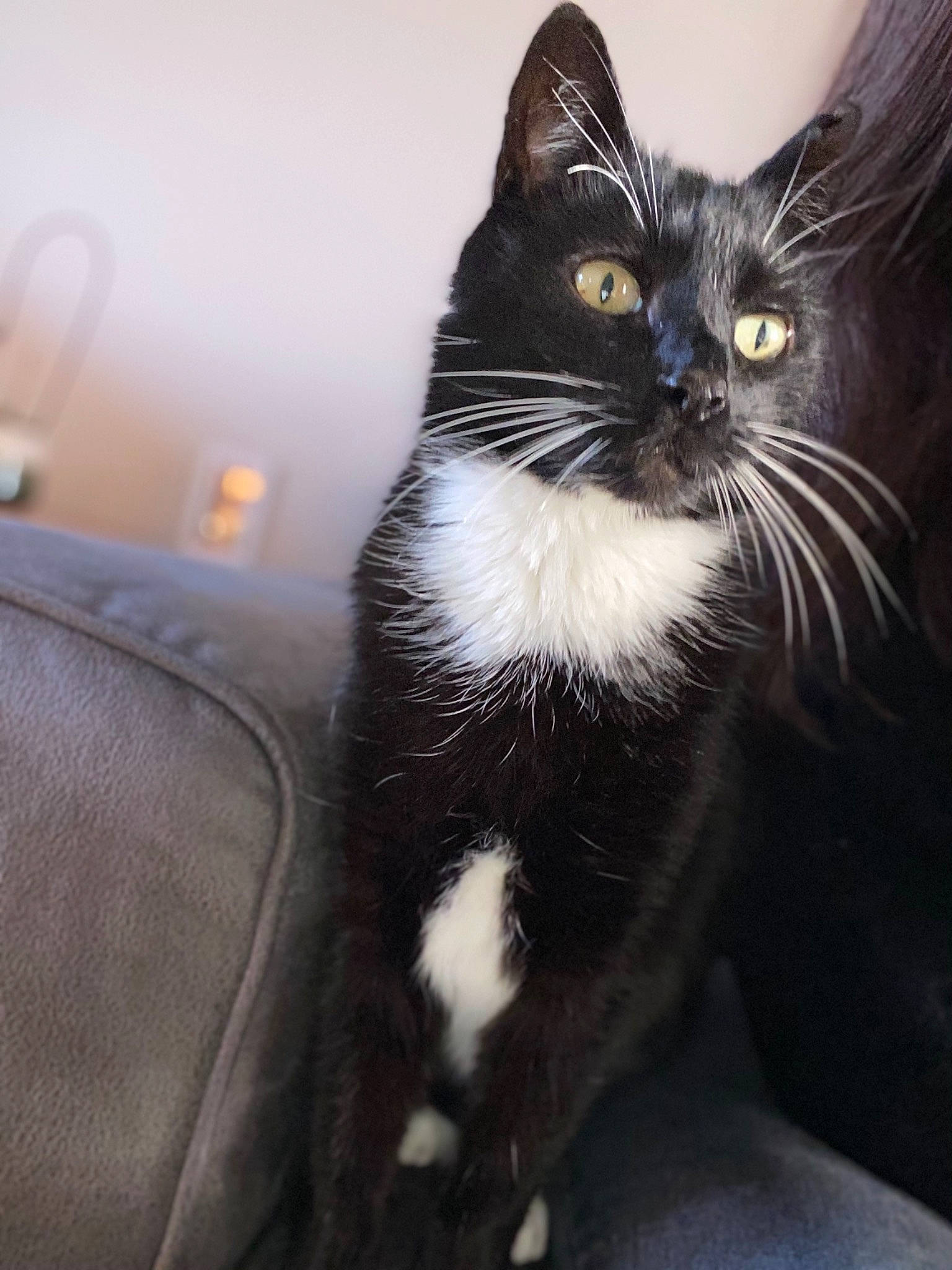 Duchesse participe au concours pour gagner de l'argent avec cette photo : black_cat, carnivore, cat, comfort, domestic_short_haired_cat, eye, felidae, fur, paw, sitting, small_to_medium_sized_cats, snout, tail, whiskers, window