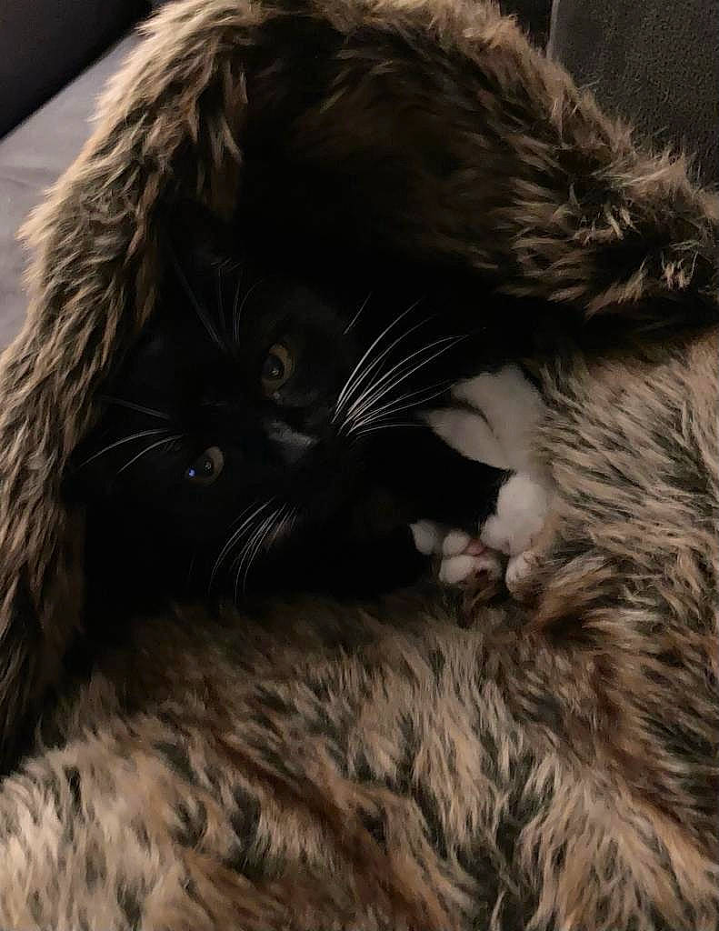 Duchesse a rejoint le concours — aidez-le/la à gagner de superbes lots ! black_cat, carnivore, cat, close_up, comfort, dog_breed, eye, felidae, fur, gesture, grey, iris, paw, small_to_medium_sized_cats, snout, tail, terrestrial_animal, textile, vertebrate, whiskers