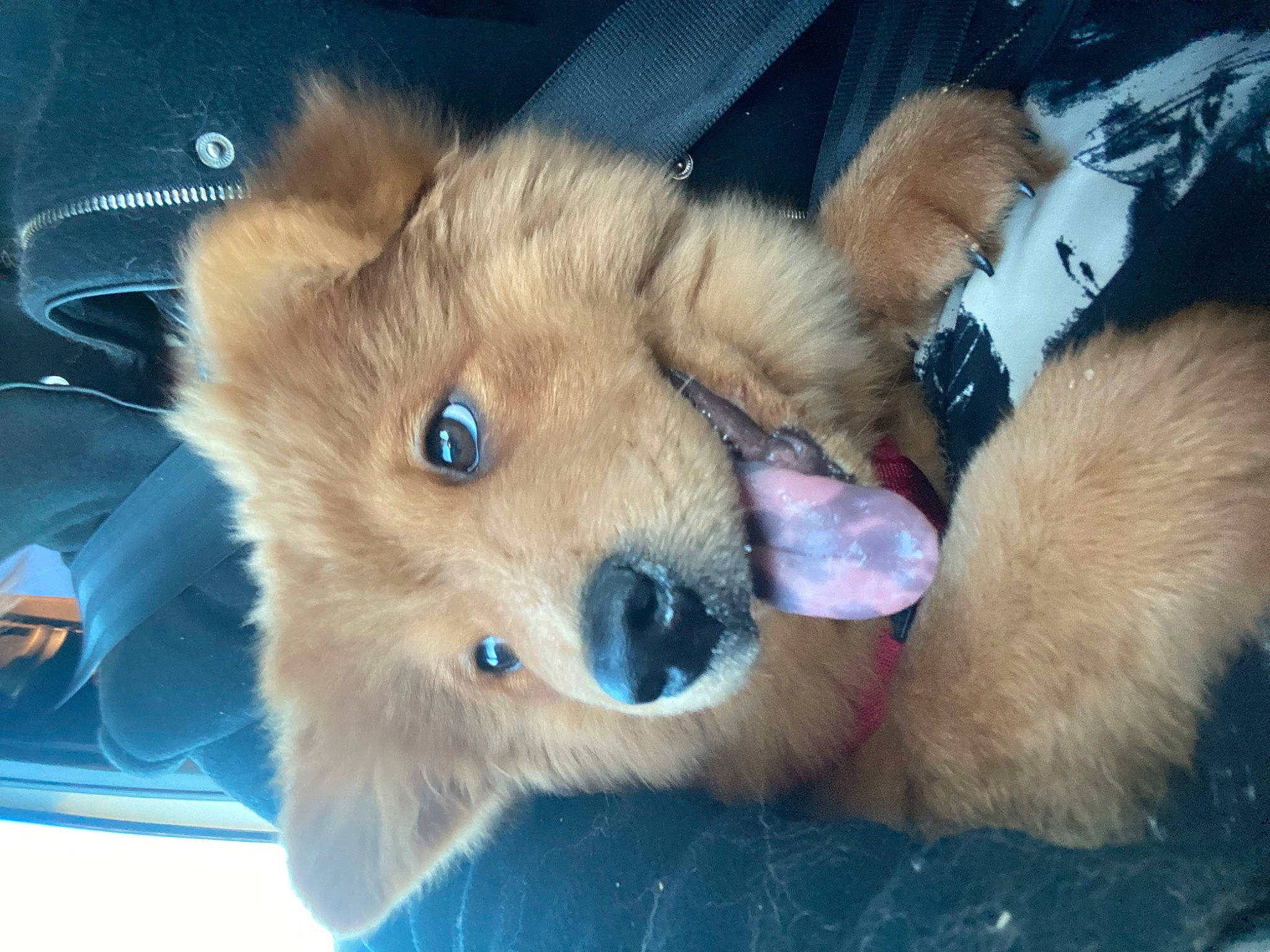 Yuna a rejoint le concours — aidez-le/la à gagner de superbes lots ! canidae, carnivore, claw, companion_dog, dog, dog_breed, dog_supply, fawn, felidae, fur, german_spitz_mittel, mammal, paw, snout, spitz, sporting_group, tail, vertebrate, whiskers, wildlife