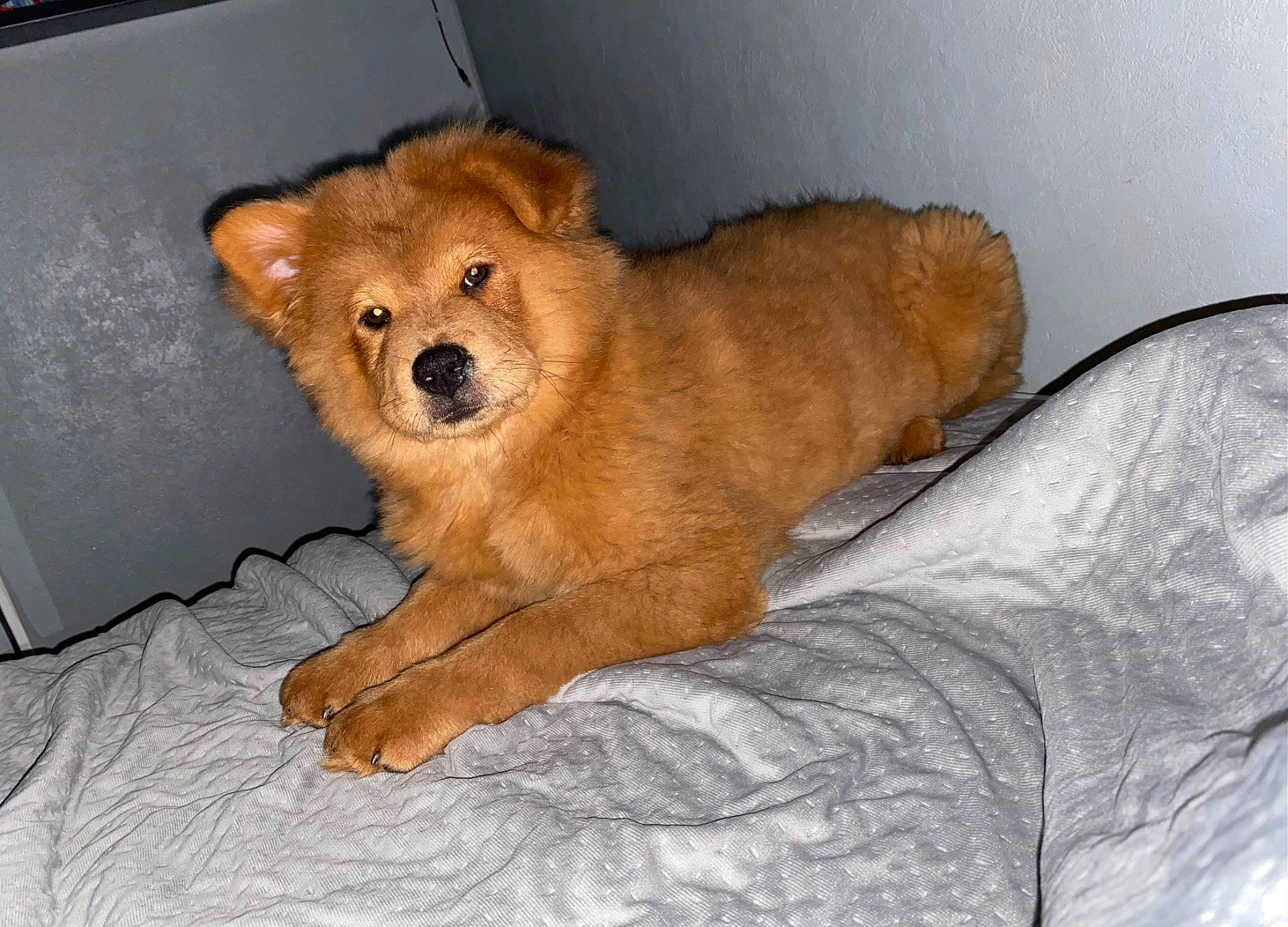 Yuna participe au concours pour gagner de l'argent avec cette photo : canidae, carnivore, comfort, companion_dog, dog, dog_breed, fawn, fur, liver, non_sporting_group, paw, snout, sporting_group, terrestrial_animal, toy_dog, whiskers, working_animal