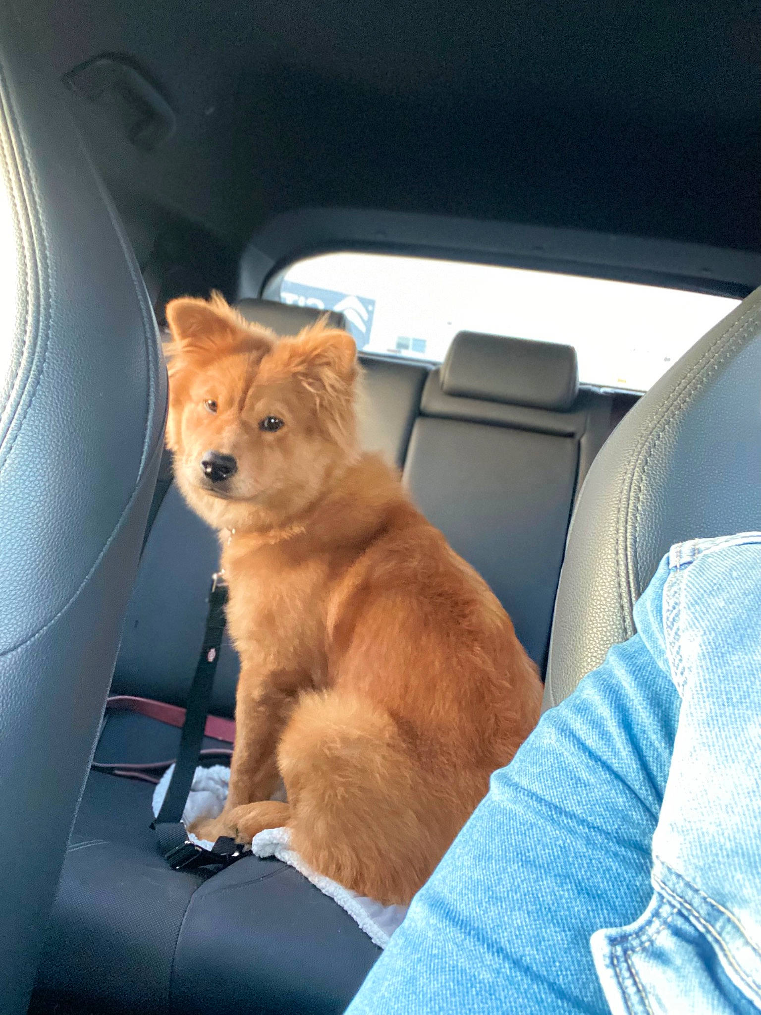 Yuna participe au concours pour gagner de l'argent avec cette photo : auto_part, automotive_exterior, automotive_mirror, automotive_window_part, car, car_seat, car_seat_cover, carnivore, companion_dog, dog, dog_breed, fawn, motor_vehicle, personal_luxury_car, snout, tints_and_shades, vehicle, vehicle_door, window, windshield