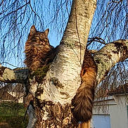 Loupette participe au concours pour gagner de l'argent avec cette photo : cat, tree, branch, fur, outdoor, nature, sky, sunlight, animal, pet, fluffy, brown, greenery, wood, trunk, relaxing, calm, daylight, wildlife, serene
