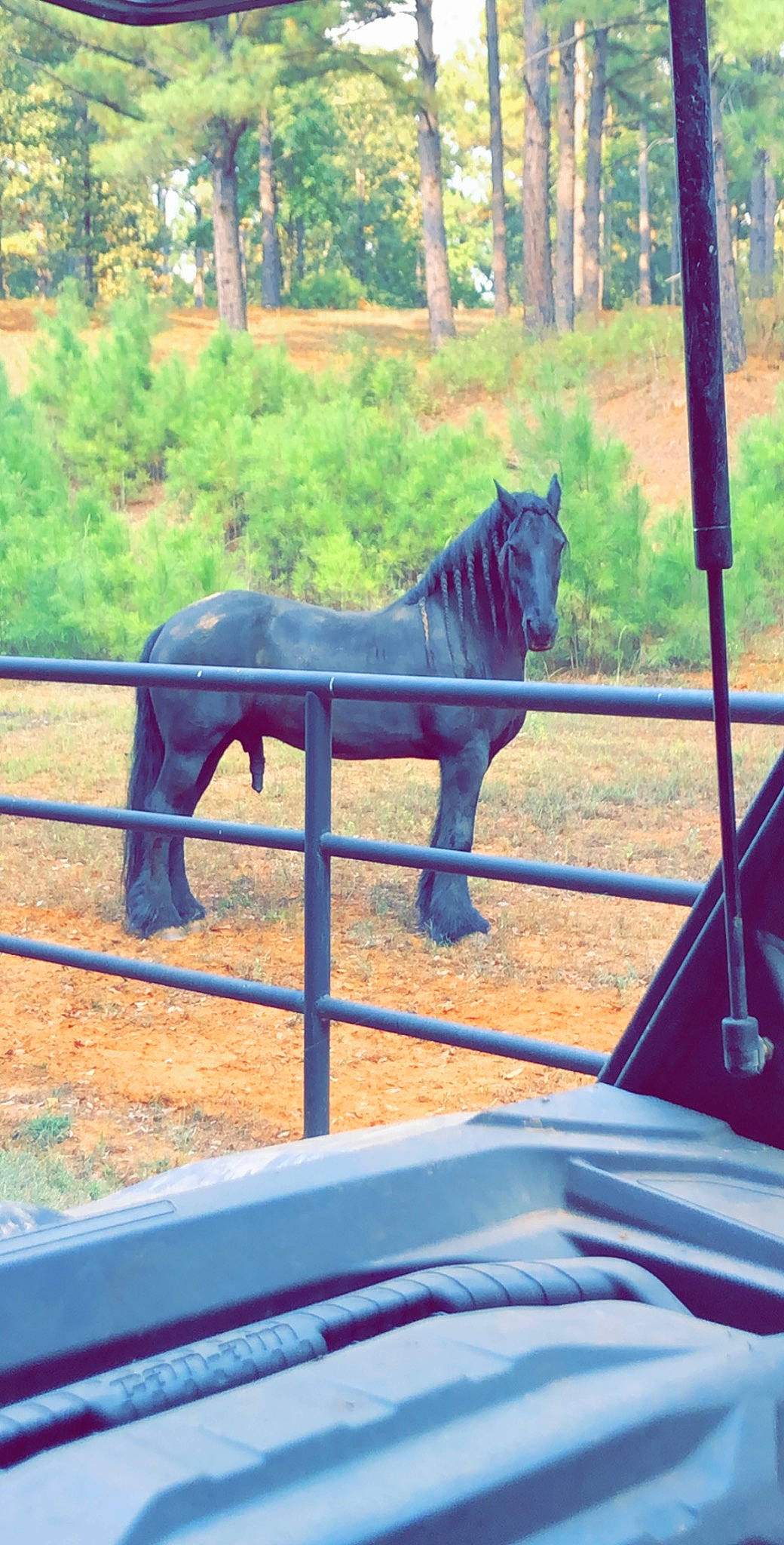 Jacob joined the competition — help win amazing prizes! fence, grass, horse, horse_supplies, landscape, liver, livestock, pack_animal, pasture, plant, ranch, recreation, rural_area, shade, split_rail_fence, terrestrial_animal, tree, wildlife, wood, working_animal