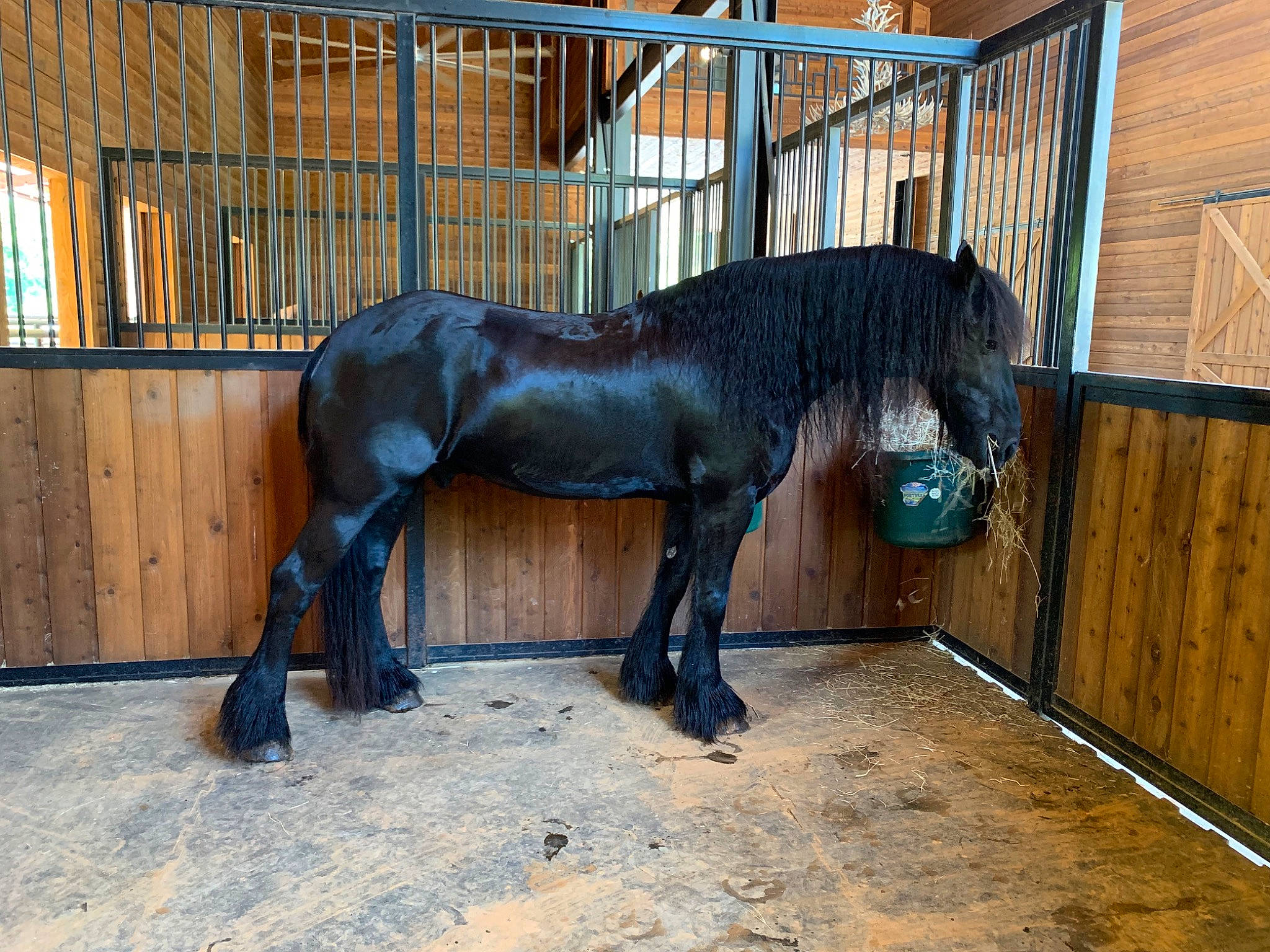 Jacob is registered to the contest to win money with this photo: animal_shelter, fence, horse, horse_supplies, landscape, liver, livestock, mammal, mane, mare, pack_animal, pet_supply, recreation, snout, stable, tail, terrestrial_animal, vertebrate, wood, working_animal