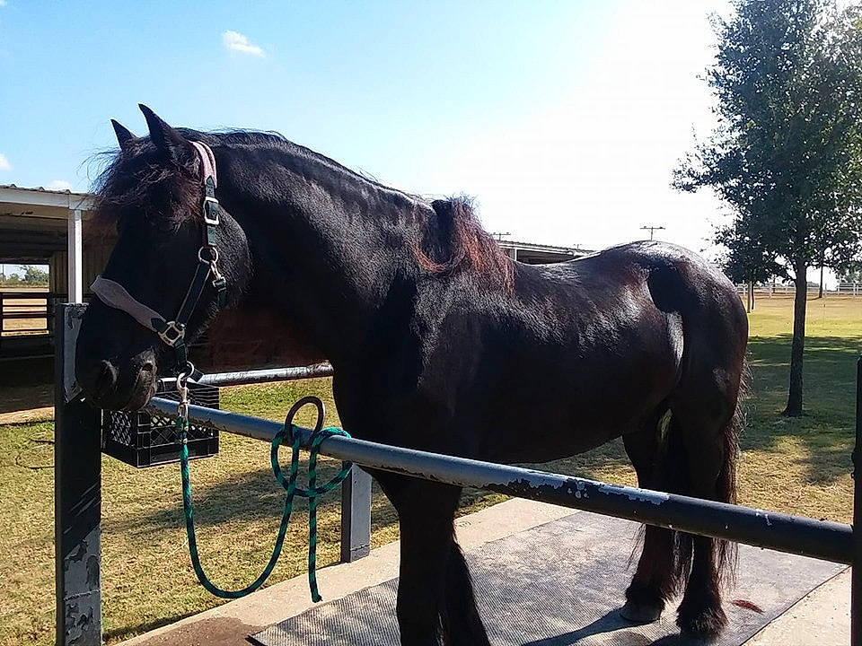 Jacob joined the competition — help win amazing prizes! bit, bridle, fence, grass, horse, horse_supplies, horse_tack, landscape, liver, livestock, mane, pack_animal, plant, rein, sky, snout, sorrel, terrestrial_animal, tree, working_animal