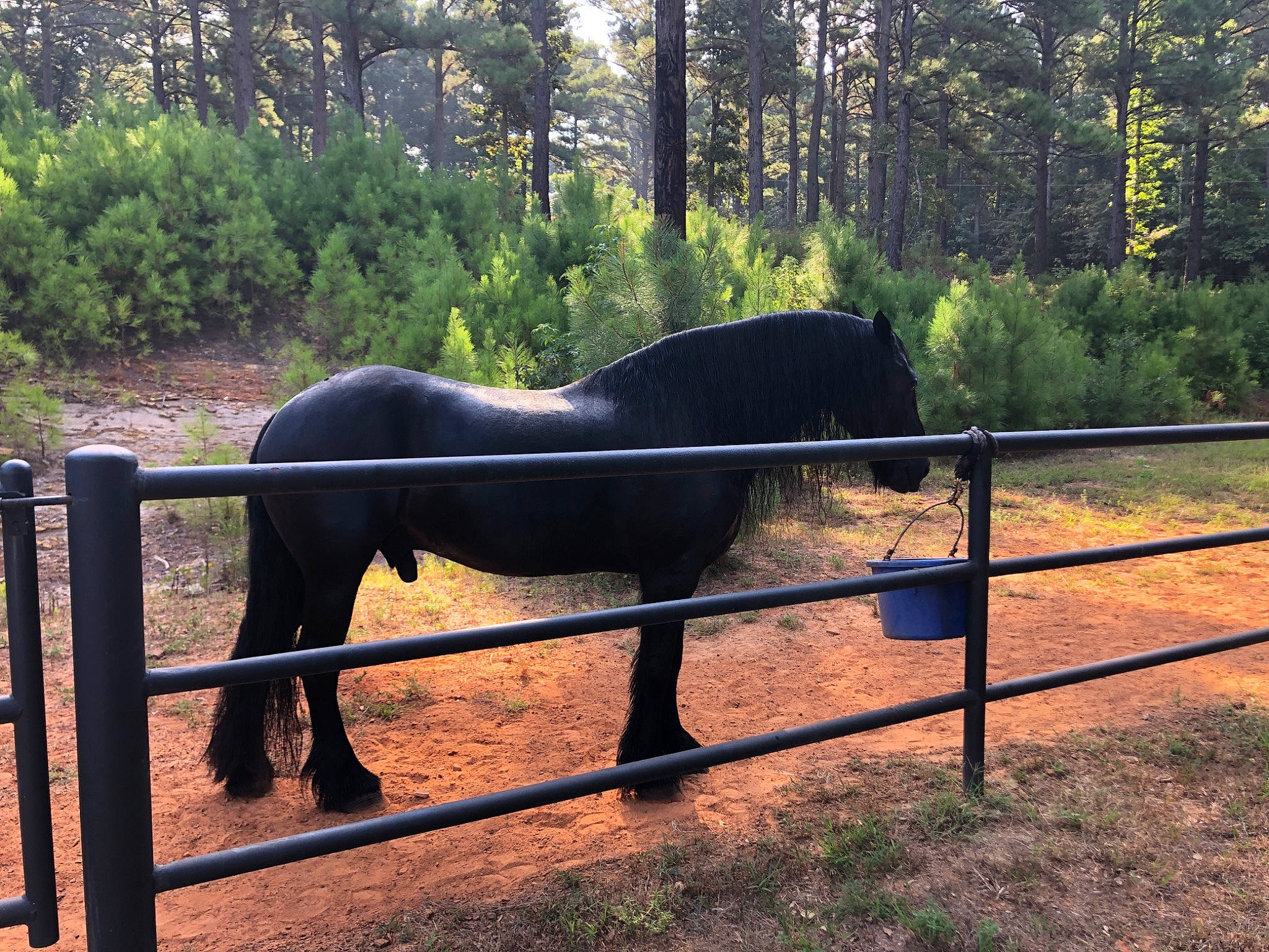 Jacob is registered to the contest to win money with this photo: elephants_and_mammoths, fence, grass, grassland, horse, landscape, livestock, natural_landscape, pack_animal, pasture, plant, ranch, snout, split_rail_fence, stallion, terrestrial_animal, tree, wildlife, wood, working_animal
