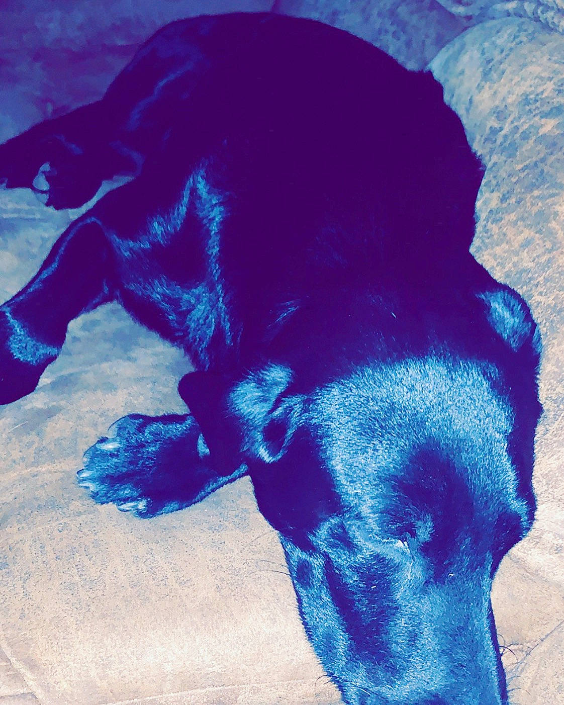 Hank is registered to the contest to win money with this photo: art, canidae, carnivore, companion_dog, dog, dog_breed, electric_blue, fawn, fur, guard_dog, mammal, shadow, snout, sporting_group, tail, tints_and_shades, vertebrate, visual_arts, whiskers, working_animal