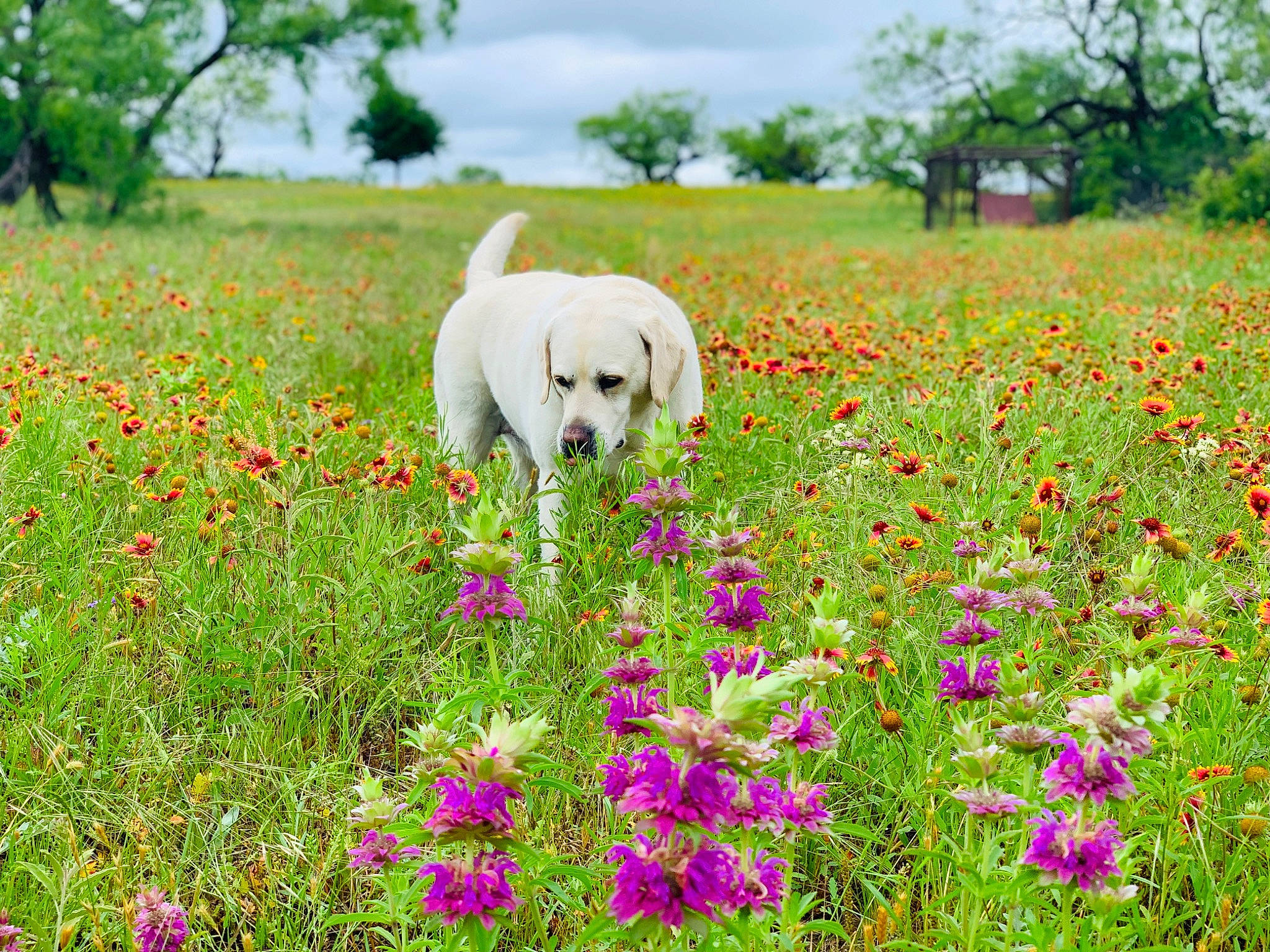 Jet joined the competition — help win amazing prizes! carnivore, cloud, companion_dog, dog, dog_breed, flower, grass, grassland, green, groundcover, herbaceous_plant, meadow, natural_environment, natural_landscape, people_in_nature, petal, plant, rural_area, sky, tree