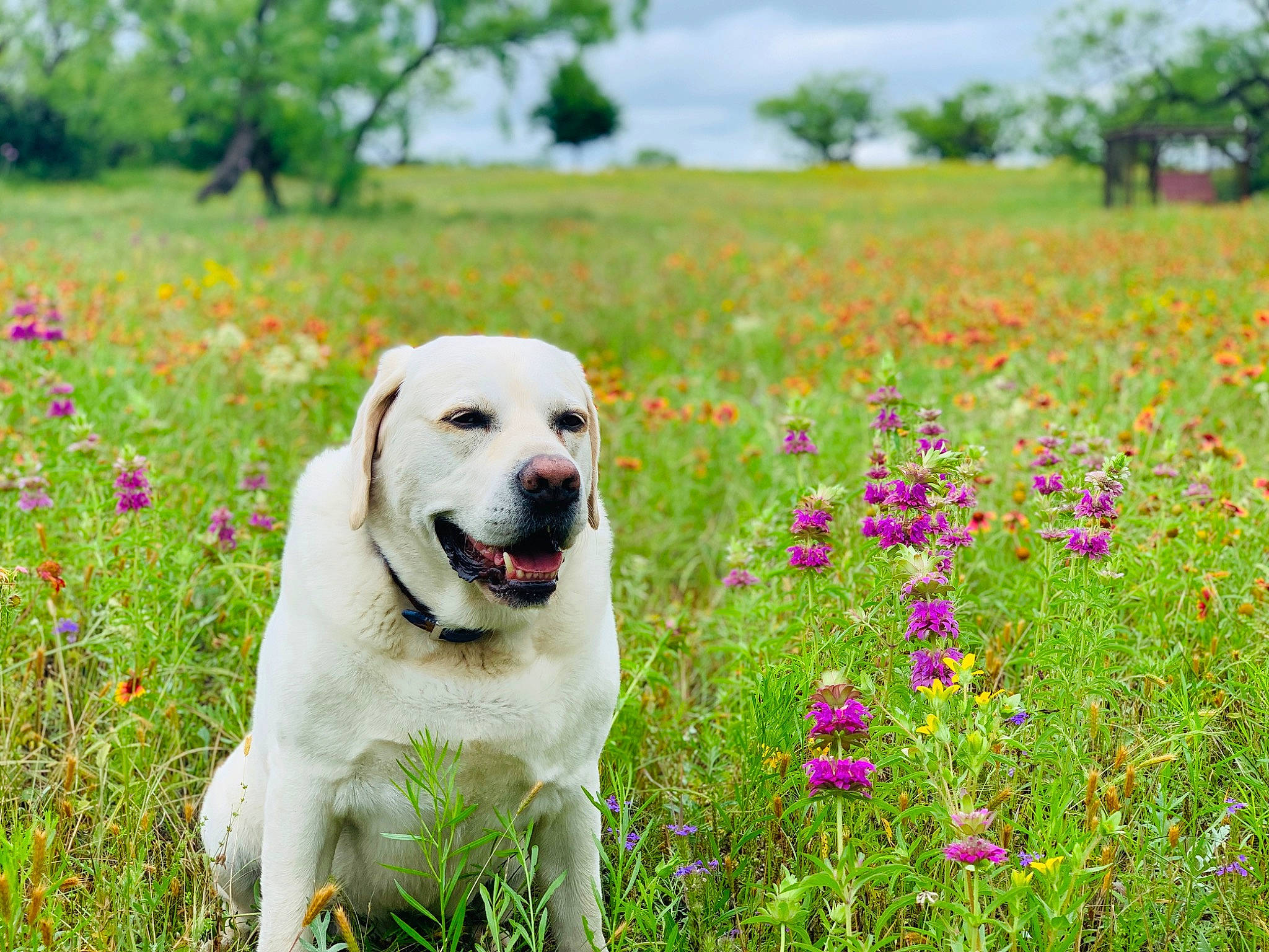 Jet is registered to the contest to win money with this photo: carnivore, cloud, companion_dog, dog, dog_breed, field, flower, grass, grassland, green, happy, landscape, meadow, natural_landscape, people_in_nature, plant, prairie, shrub, sky, tree