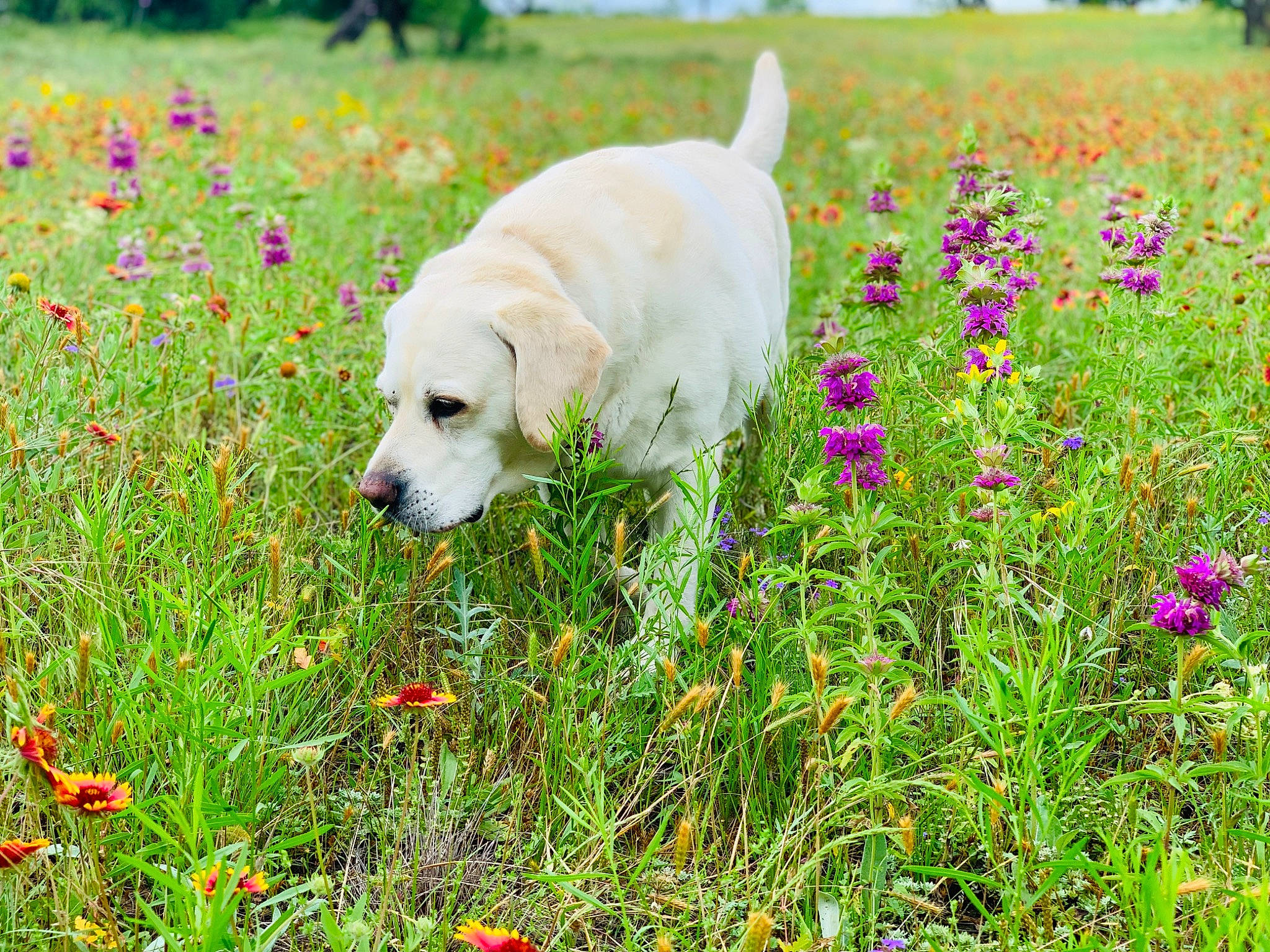 Jet joined the competition — help win amazing prizes! carnivore, companion_dog, dog, dog_breed, flower, flowering_plant, grass, grassland, green, groundcover, herbaceous_plant, landscape, meadow, natural_landscape, people_in_nature, plant, polish_tatra_sheepdog, prairie, shrub, spring