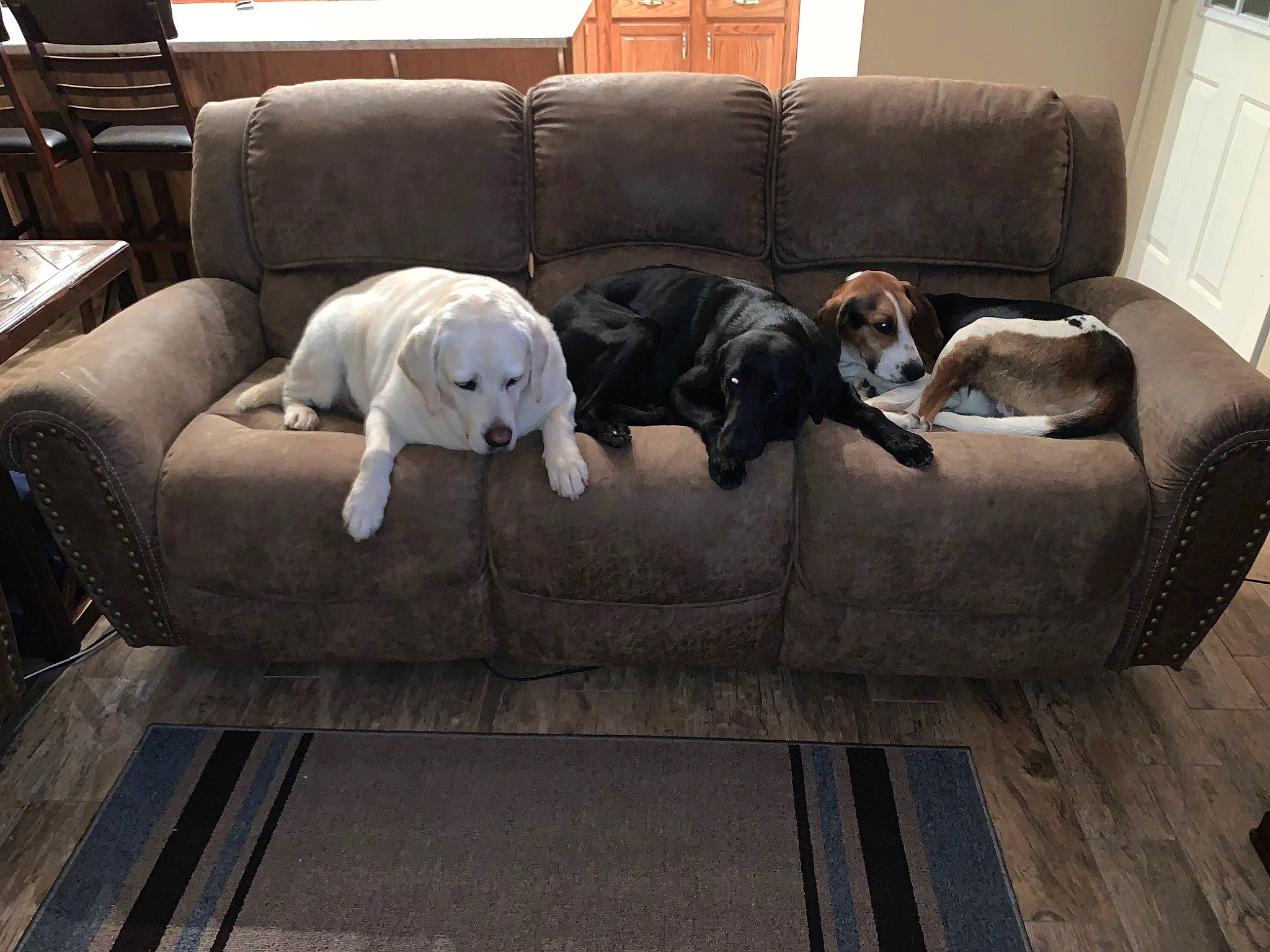 Jet is registered to the contest to win money with this photo: building, canidae, carnivore, chair, comfort, companion_dog, couch, dog, dog_breed, fawn, flooring, furniture, grey, hardwood, house, living_room, sporting_group, studio_couch, tail, working_animal