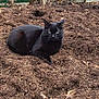 cat, black_cat, mulch, garden_bed, tree, leafless_tree, fence, outdoor, animal, pet, nature, green_fence, plant_bed, resting, lying_down, soil, wooden_edge, daylight, curious, quiet