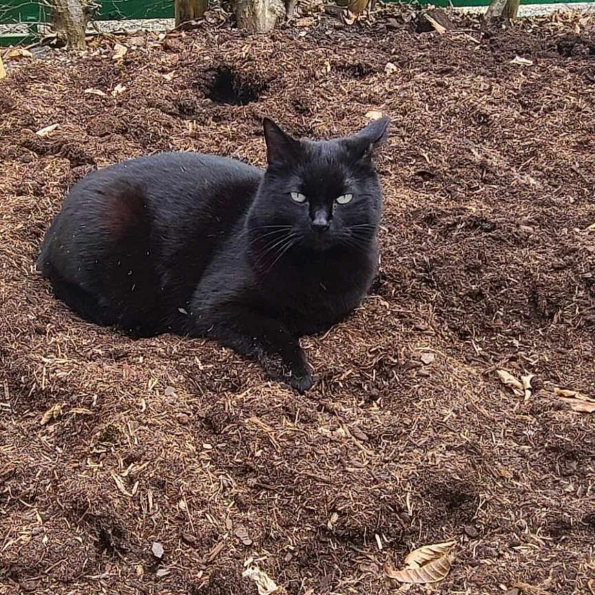 Athéna a rejoint le concours — aidez-le/la à gagner de superbes lots ! animal, black_cat, cat, curious, daylight, fence, garden_bed, green_fence, leafless_tree, lying_down, mulch, nature, outdoor, pet, plant_bed, quiet, resting, soil, tree, wooden_edge