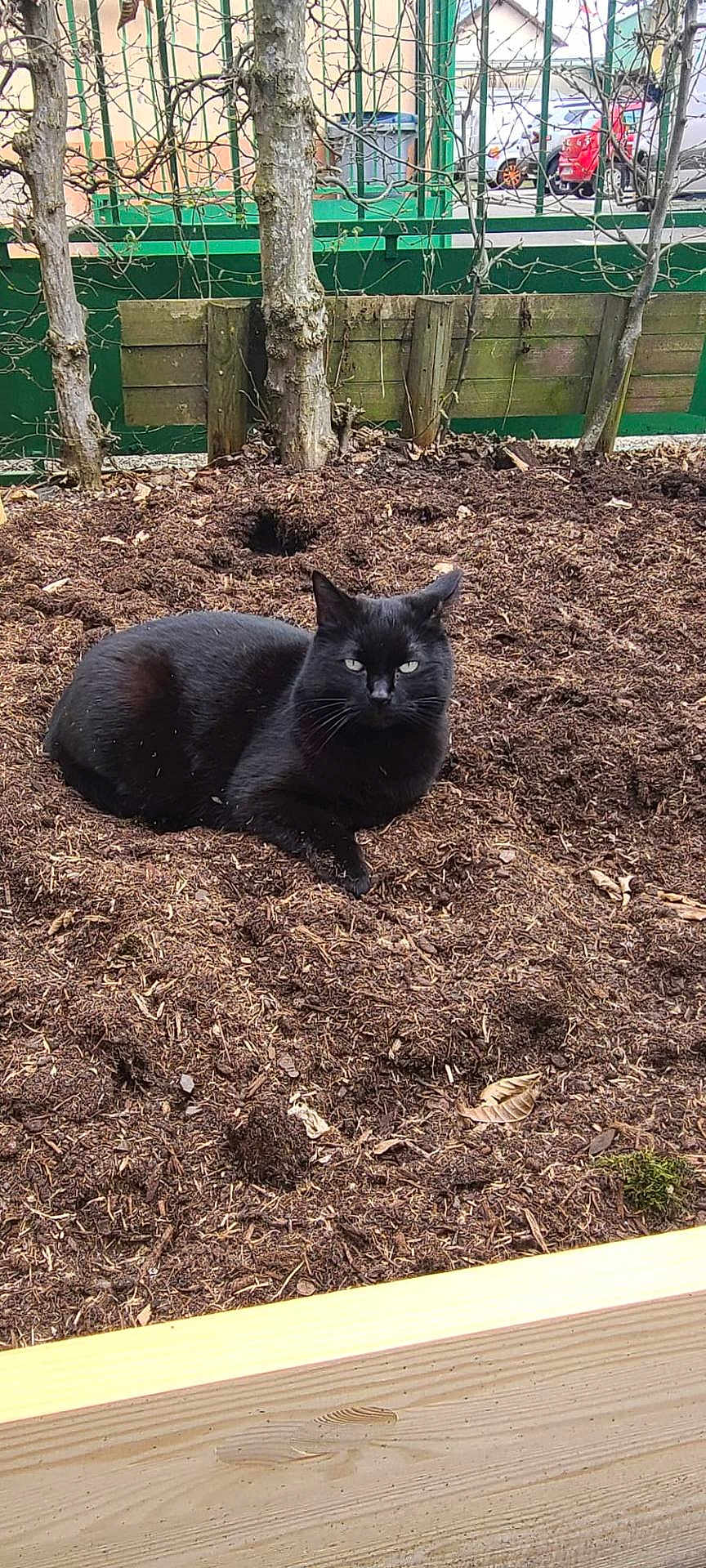 Athéna a rejoint le concours — aidez-le/la à gagner de superbes lots ! cat, black_cat, mulch, garden_bed, tree, leafless_tree, fence, outdoor, animal, pet, nature, green_fence, plant_bed, resting, lying_down, soil, wooden_edge, daylight, curious, quiet