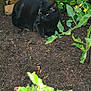 Athéna a rejoint le concours — aidez-le/la à gagner de superbes lots ! black_cat, cat, animal, garden, soil, plants, greenery, leaves, wooden_lattice, outdoor, nature, pet, resting, feline, flora, shaded, sunlight, relaxed, ground, bushes