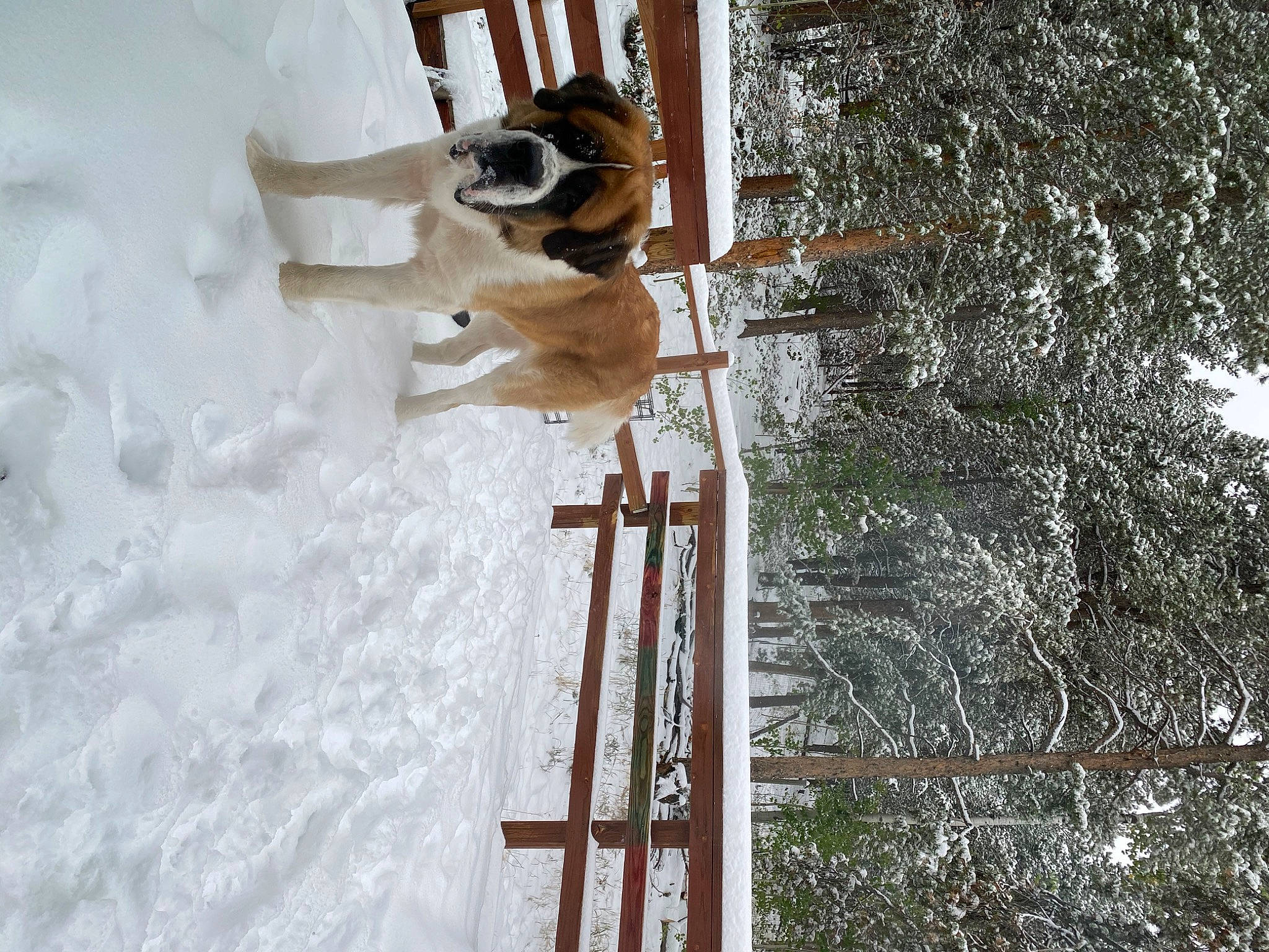 Gabriel is registered to the contest to win money with this photo: blizzard, canidae, fawn, freezing, ice, snow, sporting_group, winter, winter_storm