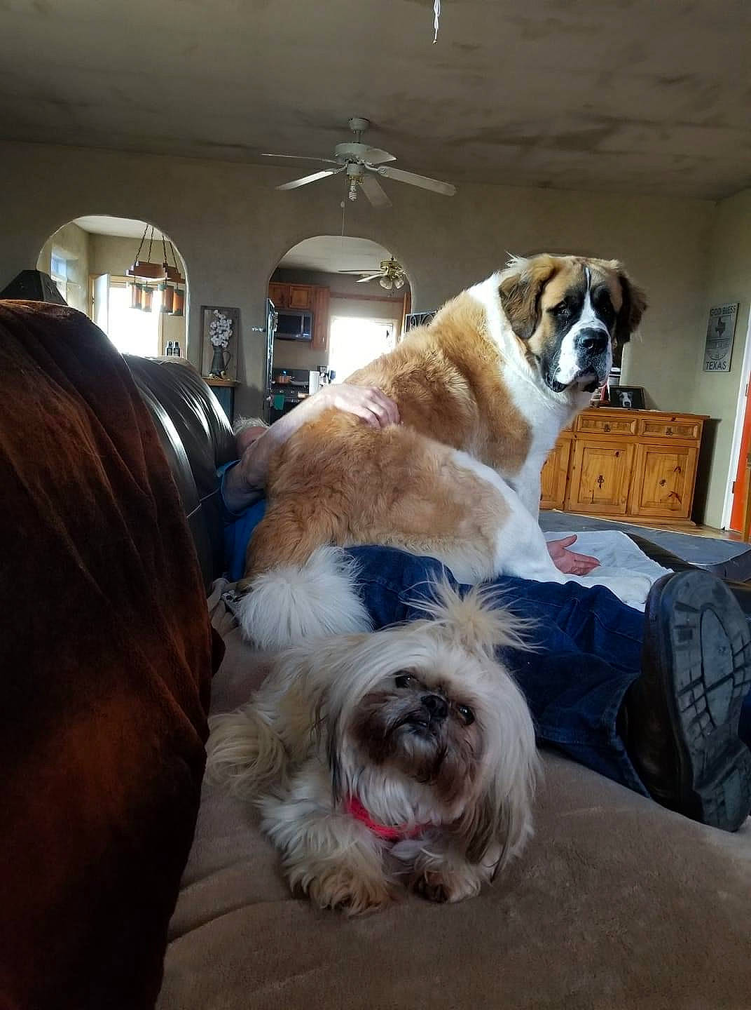 Gabriel is registered to the contest to win money with this photo: canidae, carnivore, companion_dog, dog, dog_breed, fur, irish_soft_coated_wheaten_terrier, lhasa_apso, mammal, moscow_watchdog, shih_tzu, sporting_group, st_bernard, tibetan_terrier, toy_dog