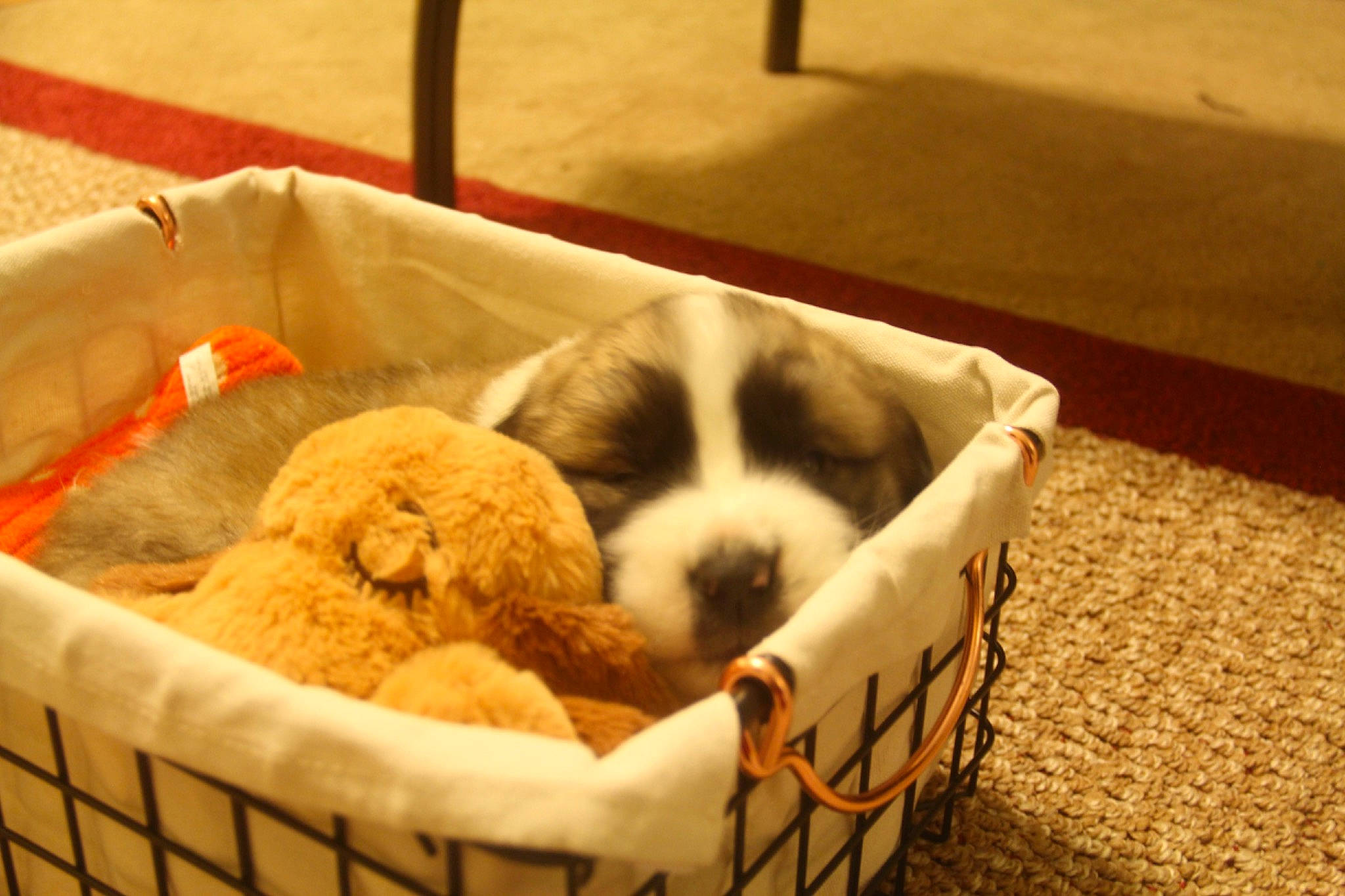 Gabriel joined the competition — help win amazing prizes! basket, canidae, carnivore, cockapoo, companion_dog, dog, dog_breed, mammal, moscow_watchdog, puppy, puppy_love, sporting_group, vertebrate