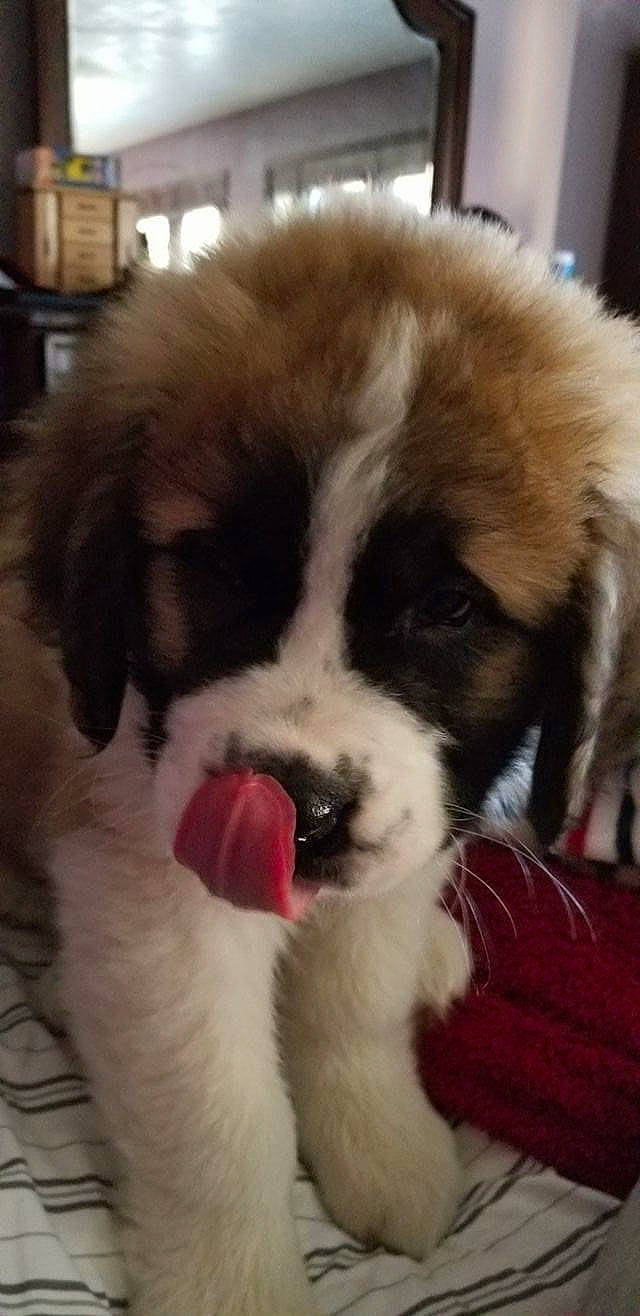 Gabriel is registered to the contest to win money with this photo: ancient_dog_breeds, canidae, carnivore, companion_dog, dog, dog_breed, fur, mammal, moscow_watchdog, mucuchies, nose, puppy, puppy_love, pyrenean_mastiff, rare_breed_dog, snout, sporting_group, st_bernard, vertebrate, working_dog