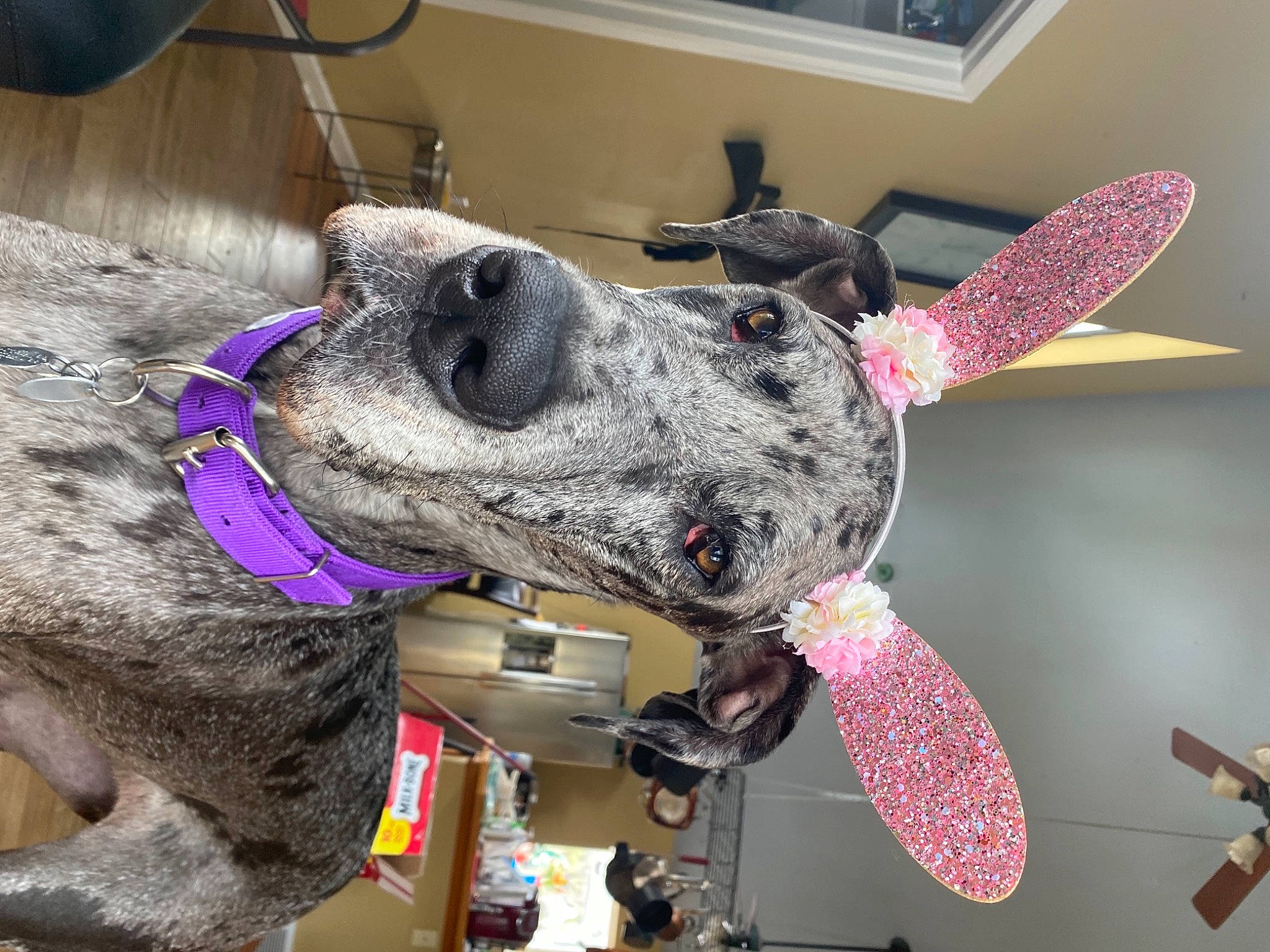 Sadie Storm is registered to the contest to win money with this photo: collar, dog_breed, ear, fashion_accessory, fur, magenta, non_sporting_group, pack_animal, snout, stuffed_toy, terrestrial_animal, working_animal