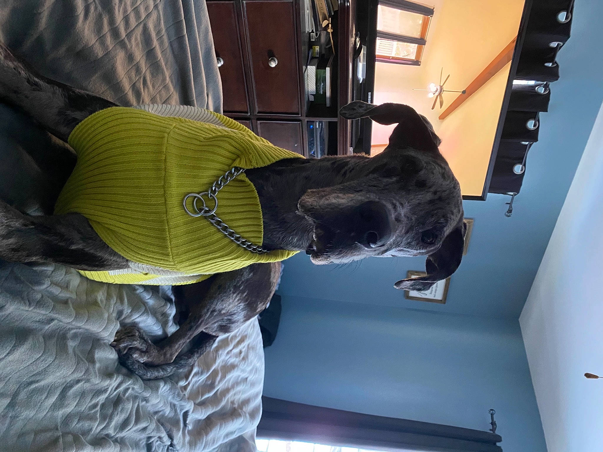 Sadie Storm joined the competition — help win amazing prizes! cleanliness, composite_material, design, elbow, electric_blue, engineering, fur, hat, sleeve, windbreaker