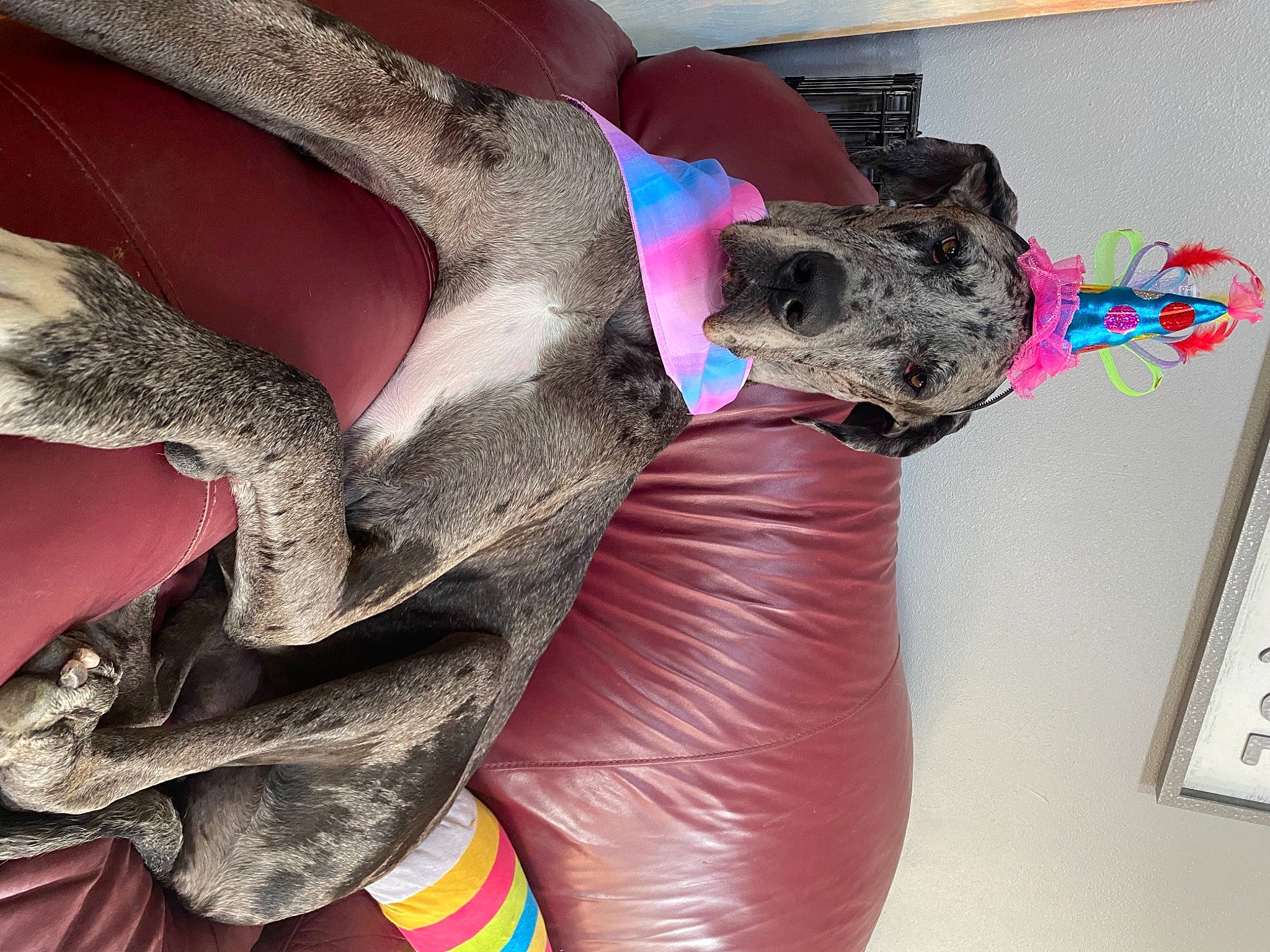 Sadie Storm is registered to the contest to win money with this photo: abdomen, carnivore, chest, couch, dog_breed, dress, event, fashion_accessory, fawn, flesh, fun, fur, human_leg, magenta, mammal, pink, purple, thigh, trunk, waist