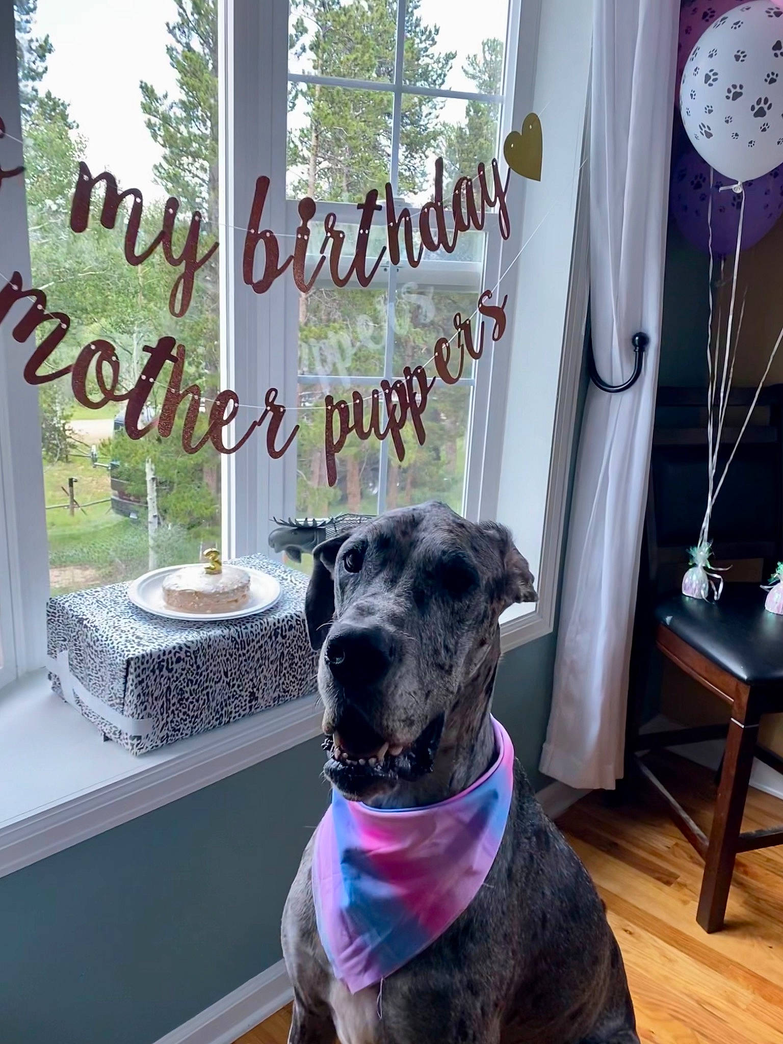Sadie Storm is registered to the contest to win money with this photo: carnivore, chair, coffee_table, collar, companion_dog, dog, dog_breed, dog_collar, fawn, flooring, grey, pet_supply, rectangle, snout, sporting_group, table, tree, white, window, wood