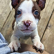 Nala joined the competition — help win amazing prizes! puppy, dog, close_up, blue_eyes, pink_nose, paw, cute, pet, animal, wooden_floor, young, fur, whiskers, ears, looking_up, adorable, small, playing, outdoor, companion