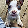 puppy, dog, close_up, blue_eyes, pink_nose, paw, cute, pet, animal, wooden_floor, young, fur, whiskers, ears, looking_up, adorable, small, playing, outdoor, companion