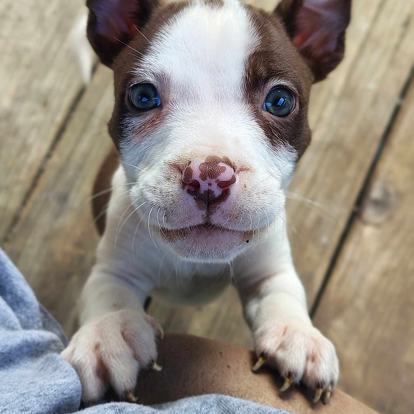 Nala