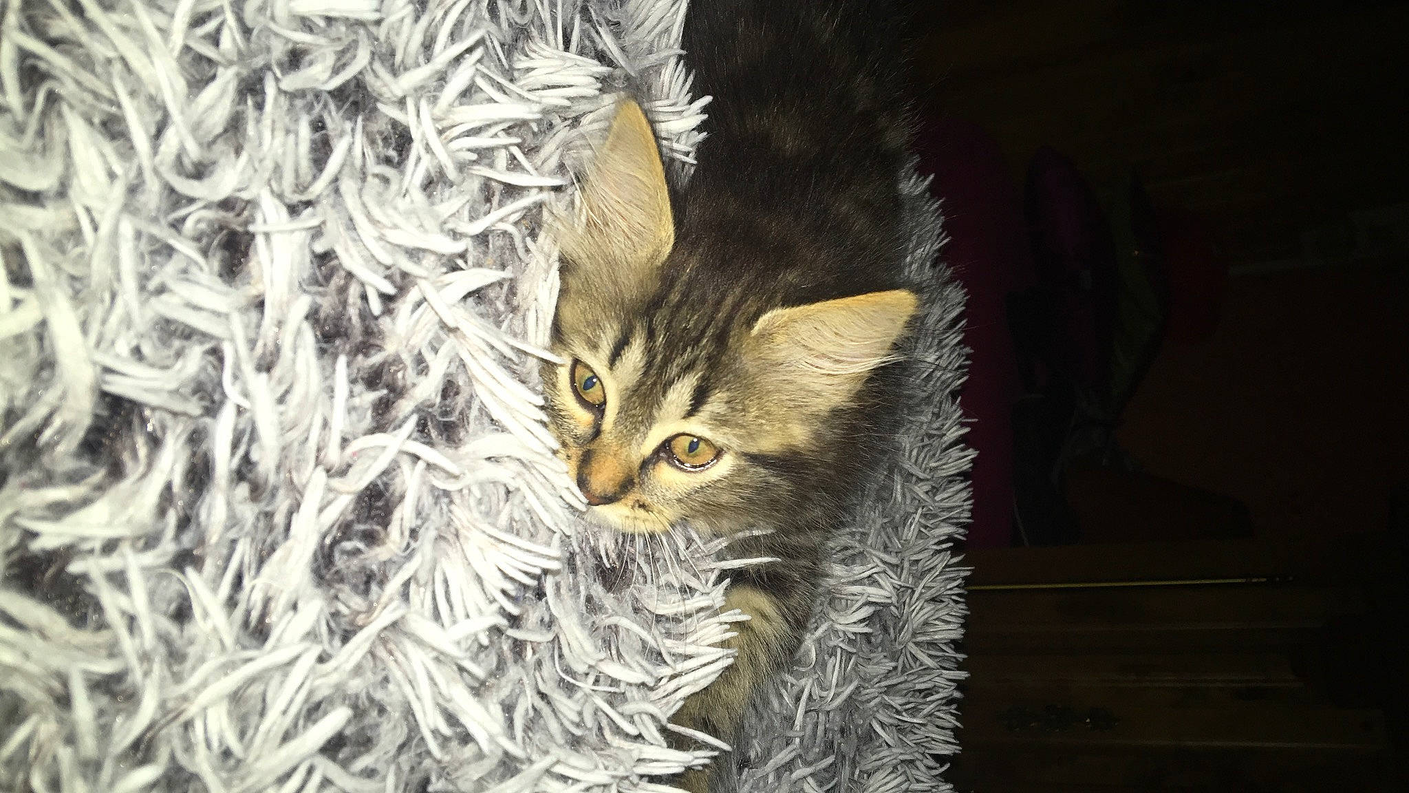 Domino Et Réglisse participe au concours pour gagner de l'argent avec cette photo : carnivore, cat, domestic_short_haired_cat, european_shorthair, felidae, fur, kitten, norwegian_forest_cat, small_to_medium_sized_cats, tabby_cat, whiskers, wild_cat