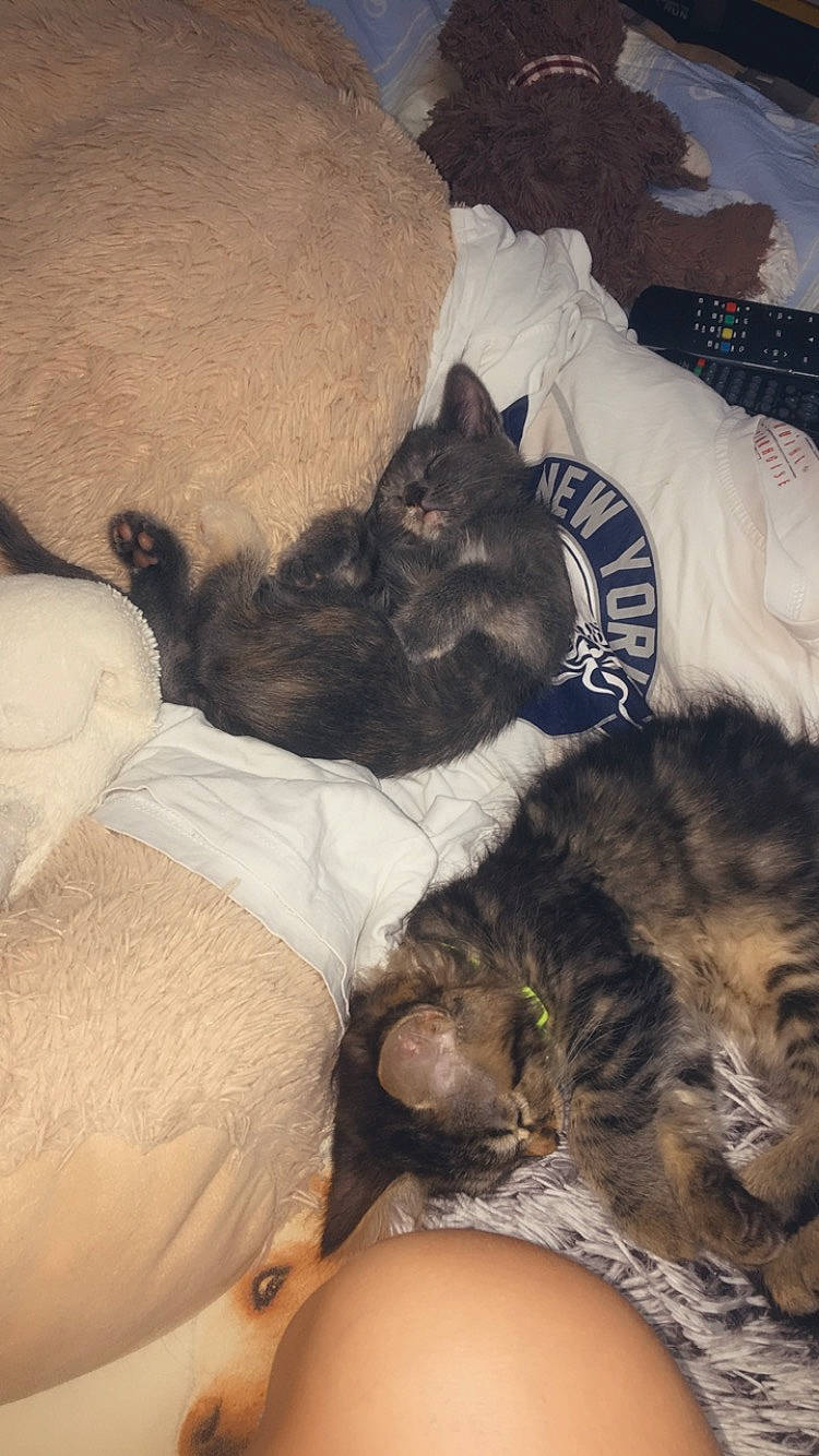 Domino Et Réglisse a rejoint le concours — aidez-le/la à gagner de superbes lots ! canidae, carnivore, cat, dog_breed, ear, fawn, felidae, fur, kitten, leg, nap, skin, sleep, small_to_medium_sized_cats, whiskers