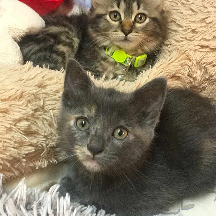 Domino Et Réglisse