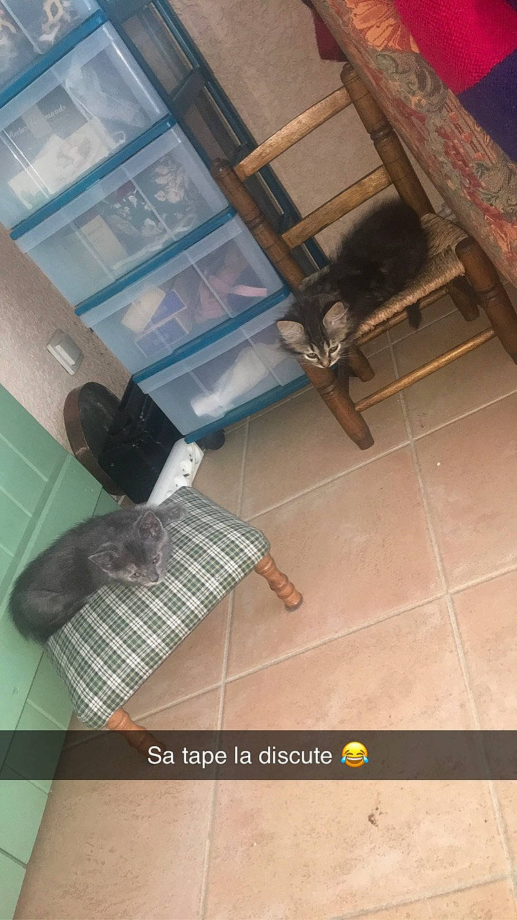 Domino Et Réglisse participe au concours pour gagner de l'argent avec cette photo : ceiling, floor, flooring, room, tile