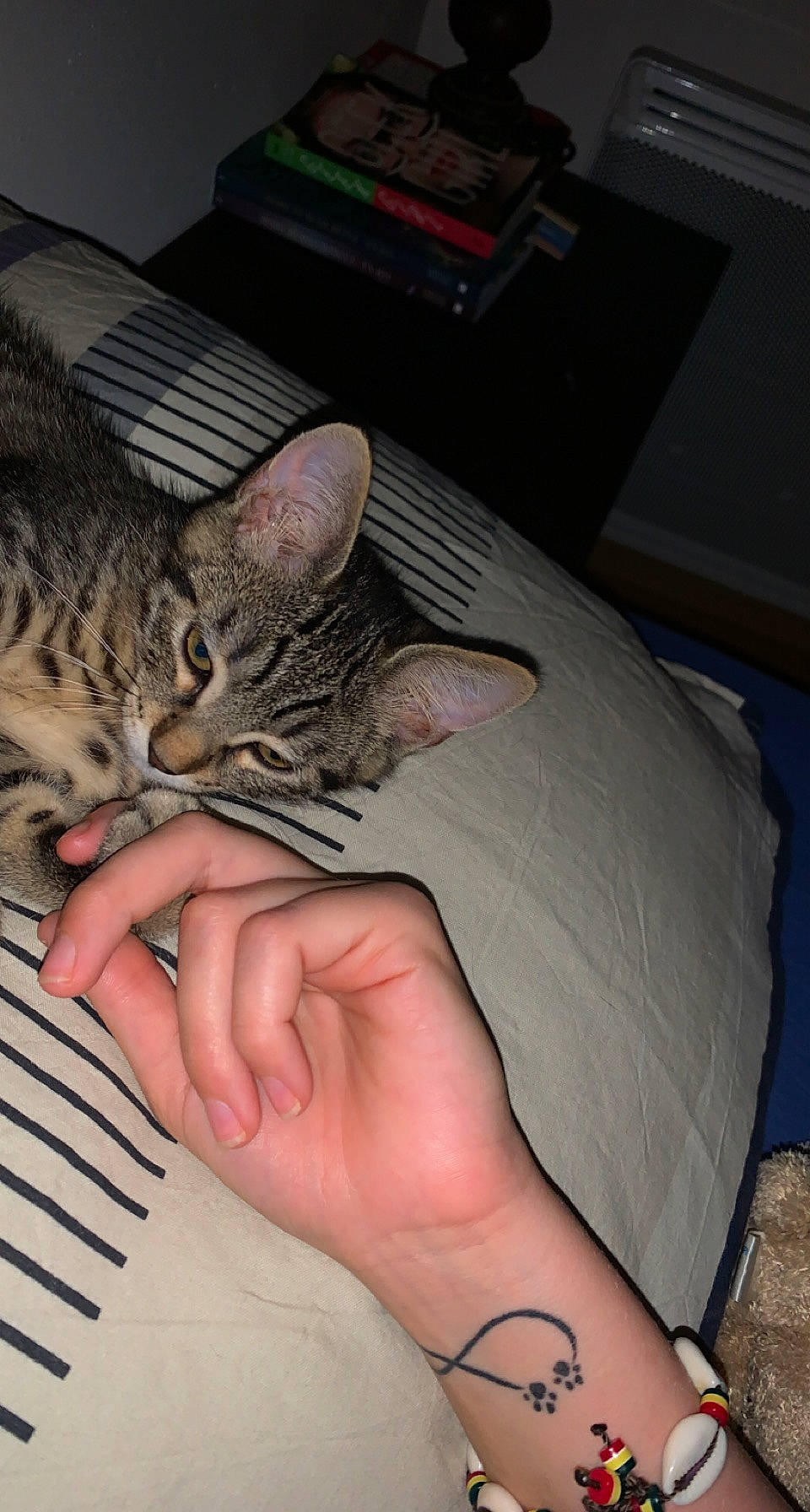 Bounty a rejoint le concours — aidez-le/la à gagner de superbes lots ! box, carnivore, cat, claw, comfort, computer_keyboard, domestic_short_haired_cat, felidae, finger, foot, fur, gesture, human_leg, lap, nail, paw, small_to_medium_sized_cats, thumb, whiskers, wrist