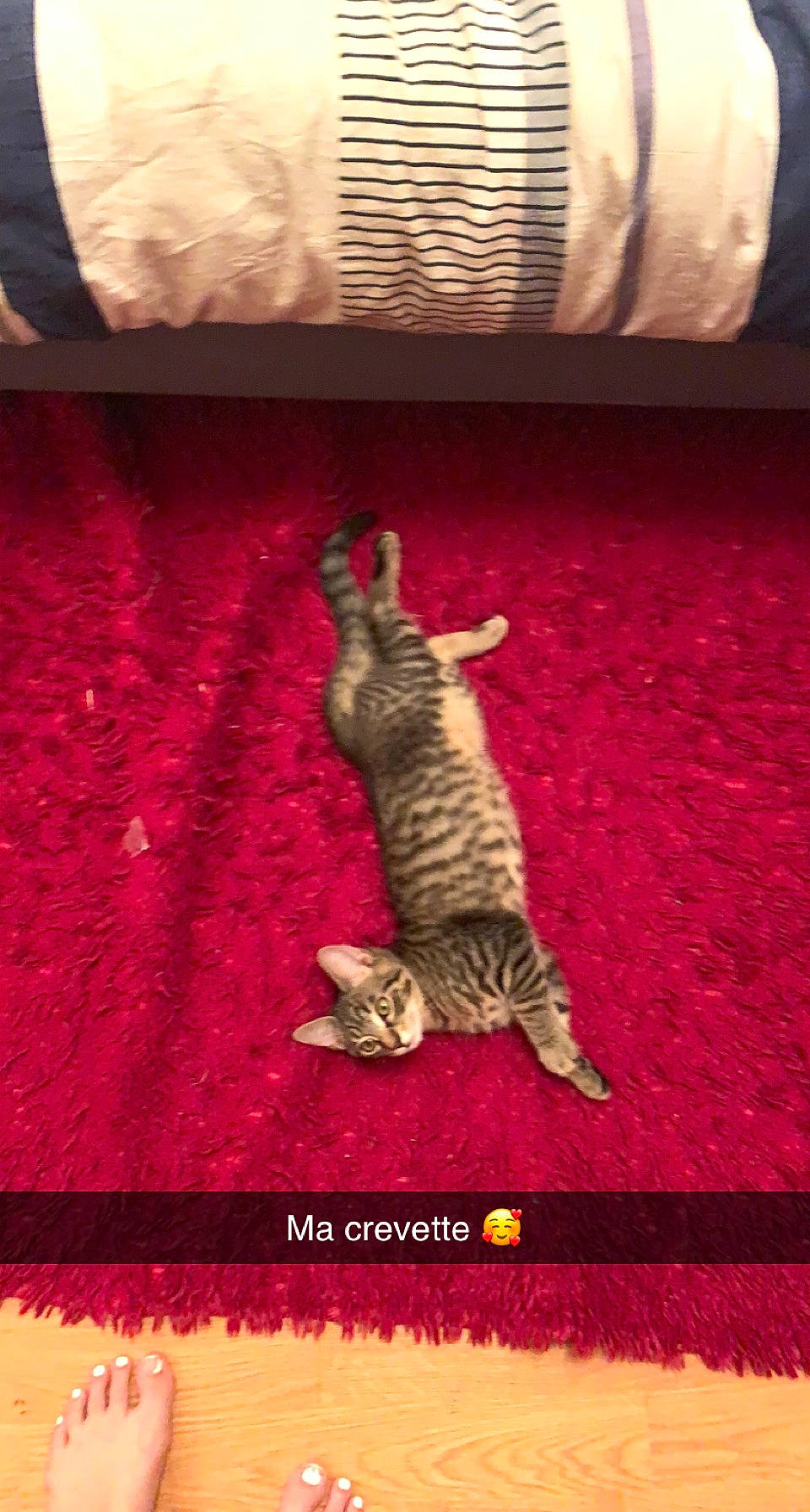 Bounty a rejoint le concours — aidez-le/la à gagner de superbes lots ! canidae, carnivore, carpet, cat, domestic_short_haired_cat, felidae, floor, flooring, fur, hardwood, linens, magenta, pattern, paw, rectangle, room, small_to_medium_sized_cats, tail, whiskers, wood