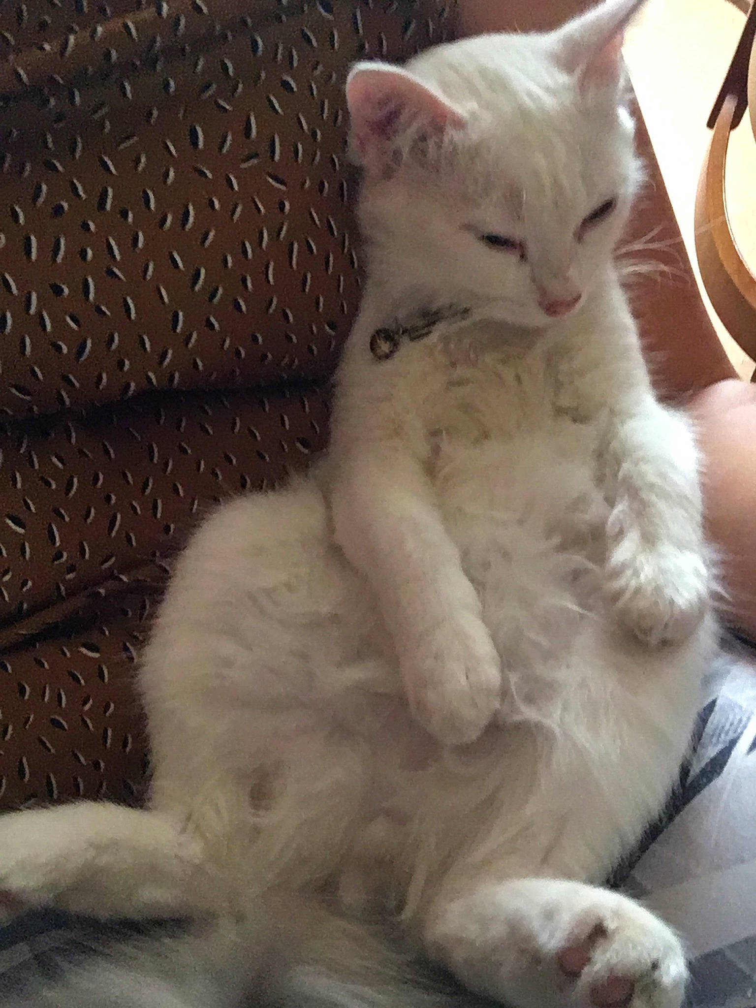 Félix a rejoint le concours — aidez-le/la à gagner de superbes lots ! aegean_cat, asian, british_semi_longhair, burmilla, carnivore, cat, colorpoint_shorthair, domestic_long_haired_cat, felidae, fur, khao_manee, kitten, mammal, paw, ragdoll, small_to_medium_sized_cats, turkish_angora, turkish_van, vertebrate, whiskers