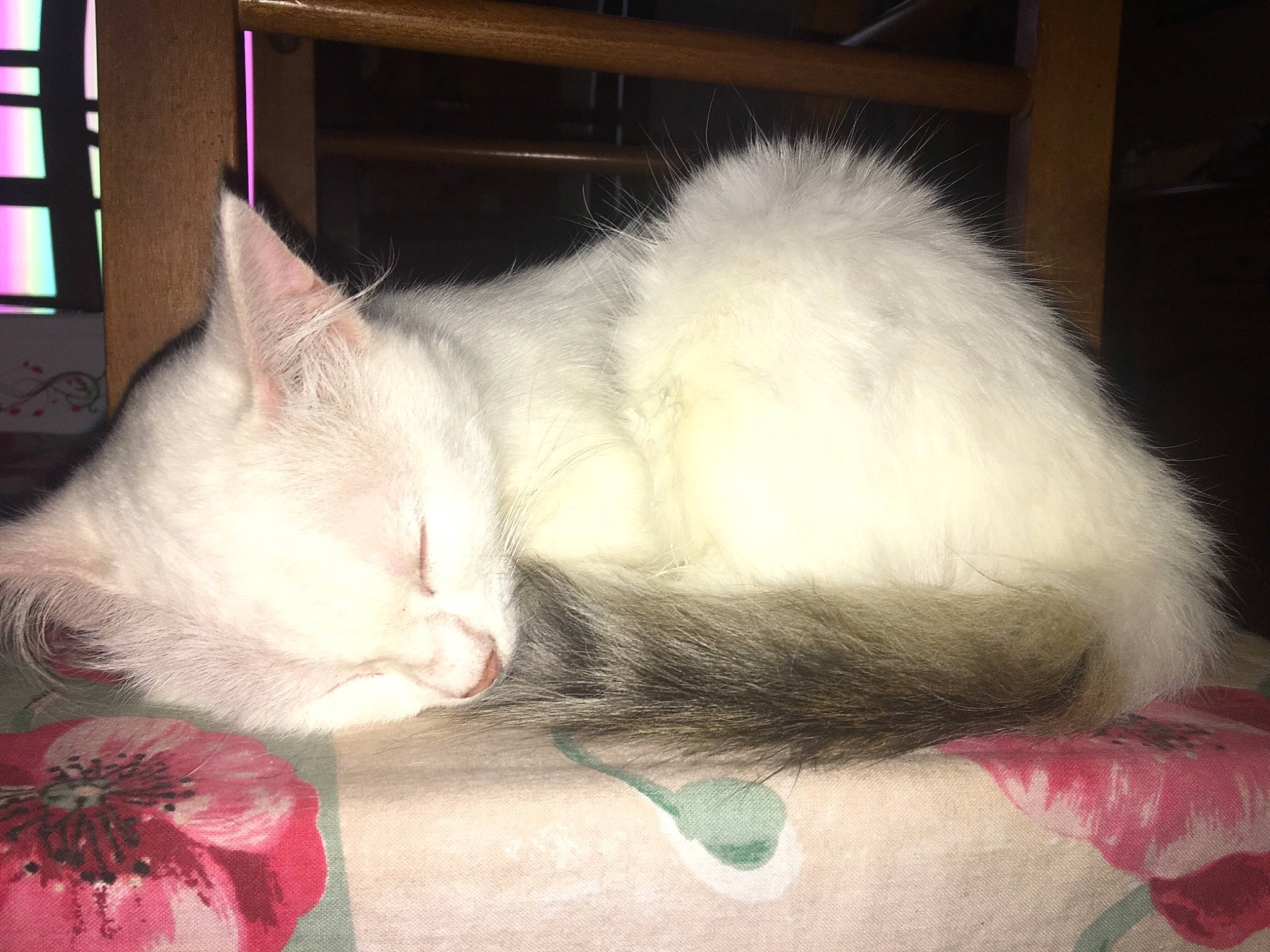 Félix a rejoint le concours — aidez-le/la à gagner de superbes lots ! asian, carnivore, cat, colorpoint_shorthair, domestic_long_haired_cat, felidae, fur, khao_manee, kitten, mammal, nap, persian, ragamuffin, ragdoll, skin, small_to_medium_sized_cats, tail, turkish_angora, turkish_van, whiskers