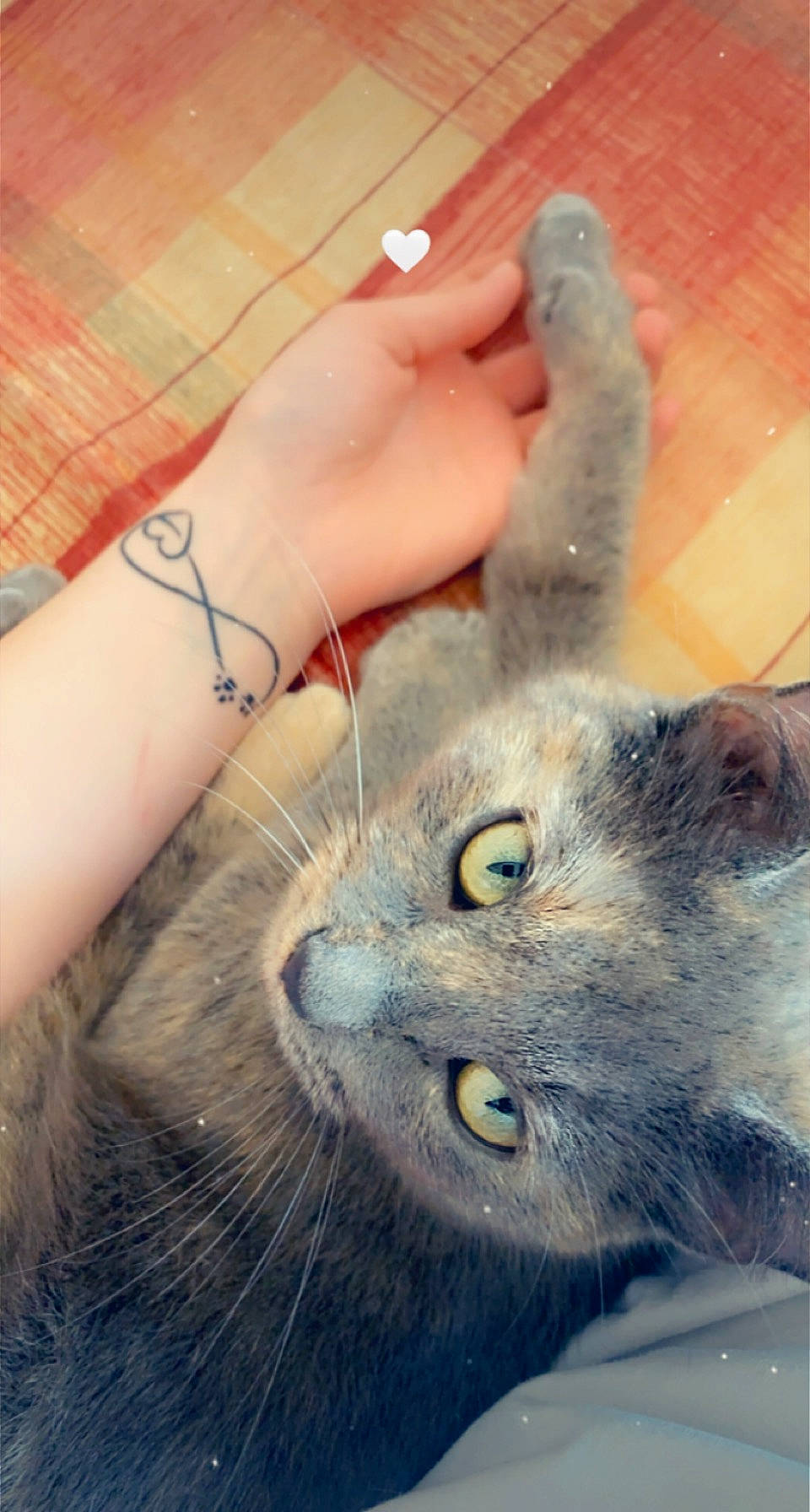 Réglisse participe au concours pour gagner de l'argent avec cette photo : bracelet, carnivore, cat, domestic_short_haired_cat, fawn, felidae, foot, fur, gesture, human_leg, nail, paw, russian_blue, small_to_medium_sized_cats, snout, tattoo, temporary_tattoo, thumb, whiskers, wrist