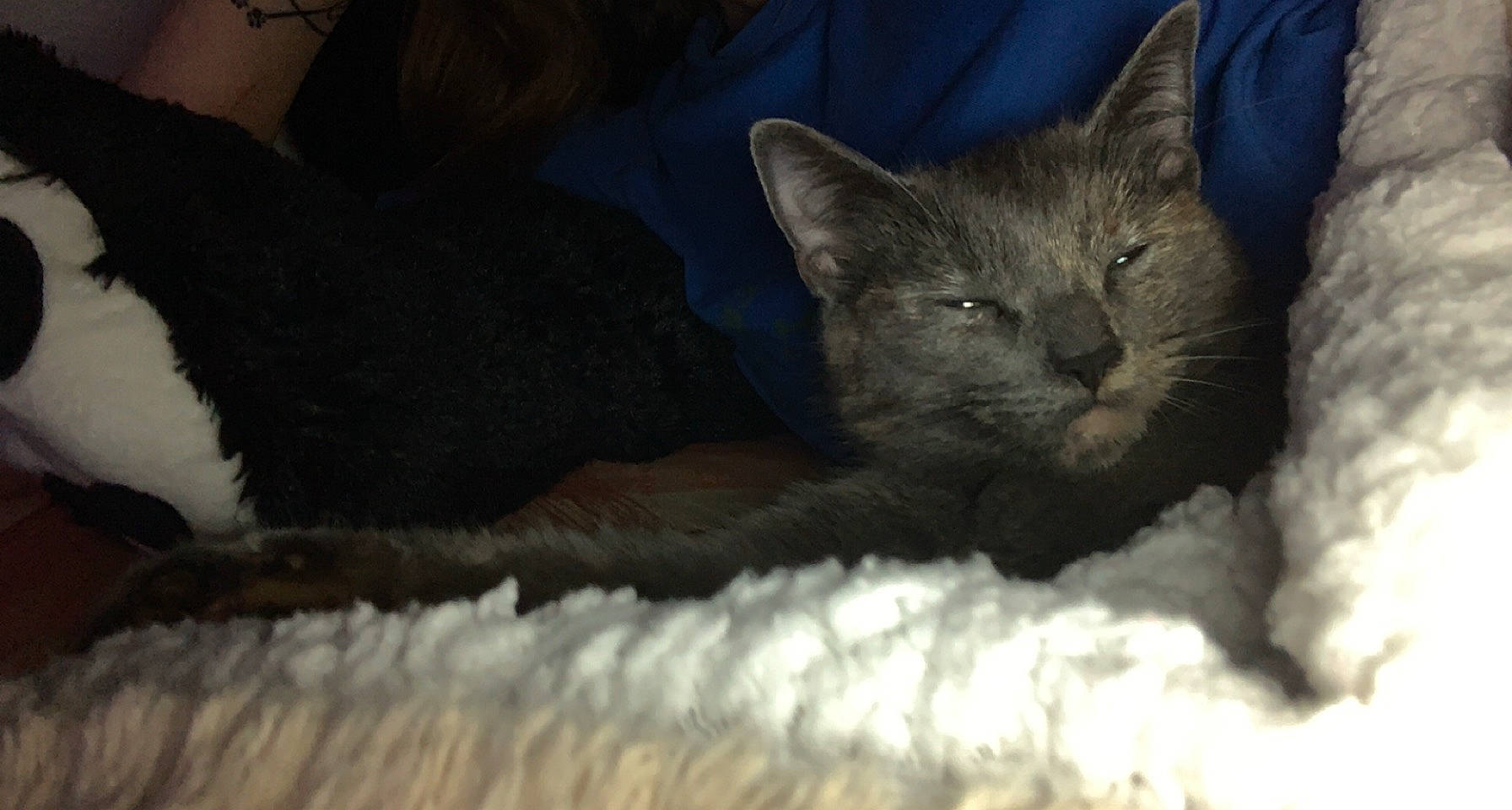 Réglisse participe au concours pour gagner de l'argent avec cette photo : bed, carnivore, cat, cat_bed, cat_supply, claw, comfort, domestic_short_haired_cat, felidae, fur, grey, natural_material, sitting, small_to_medium_sized_cats, snout, tail, terrestrial_animal, tree, whiskers, wildlife