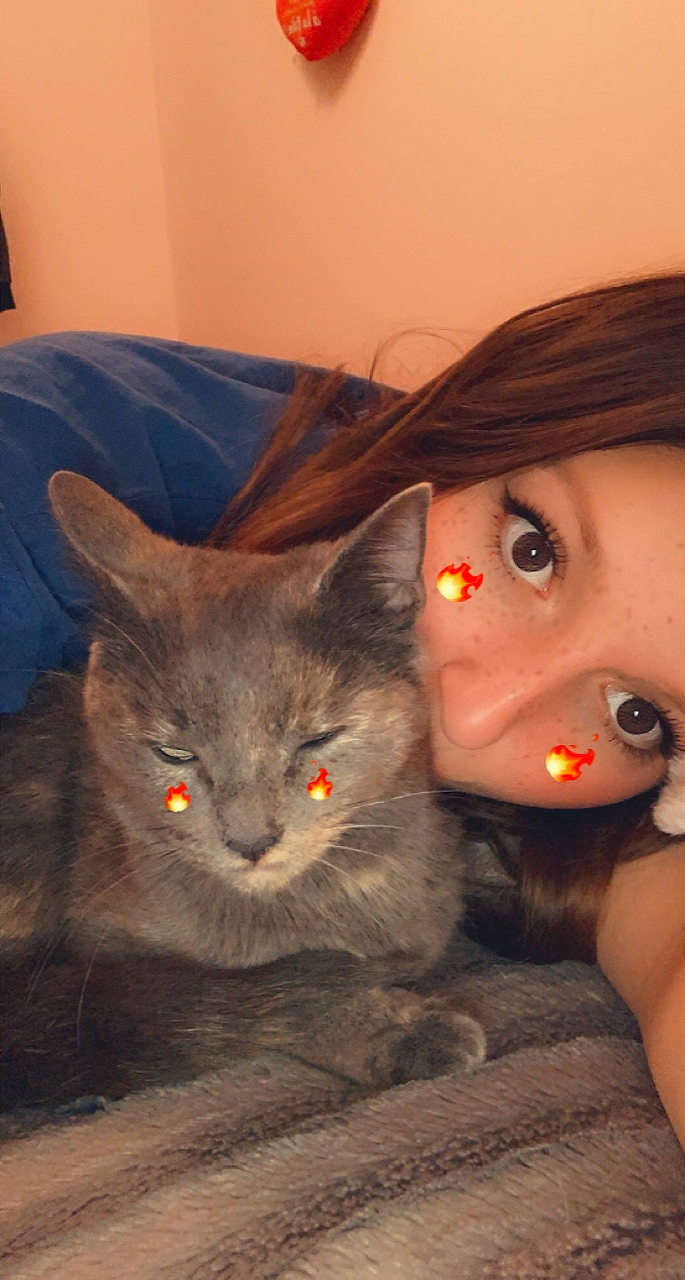 Réglisse a rejoint le concours — aidez-le/la à gagner de superbes lots ! carnivore, cat, domestic_short_haired_cat, ear, eye, eyelash, facial_expression, fawn, felidae, fur, grey, iris, nose, organ, sitting, skin, small_to_medium_sized_cats, snout, tail, whiskers