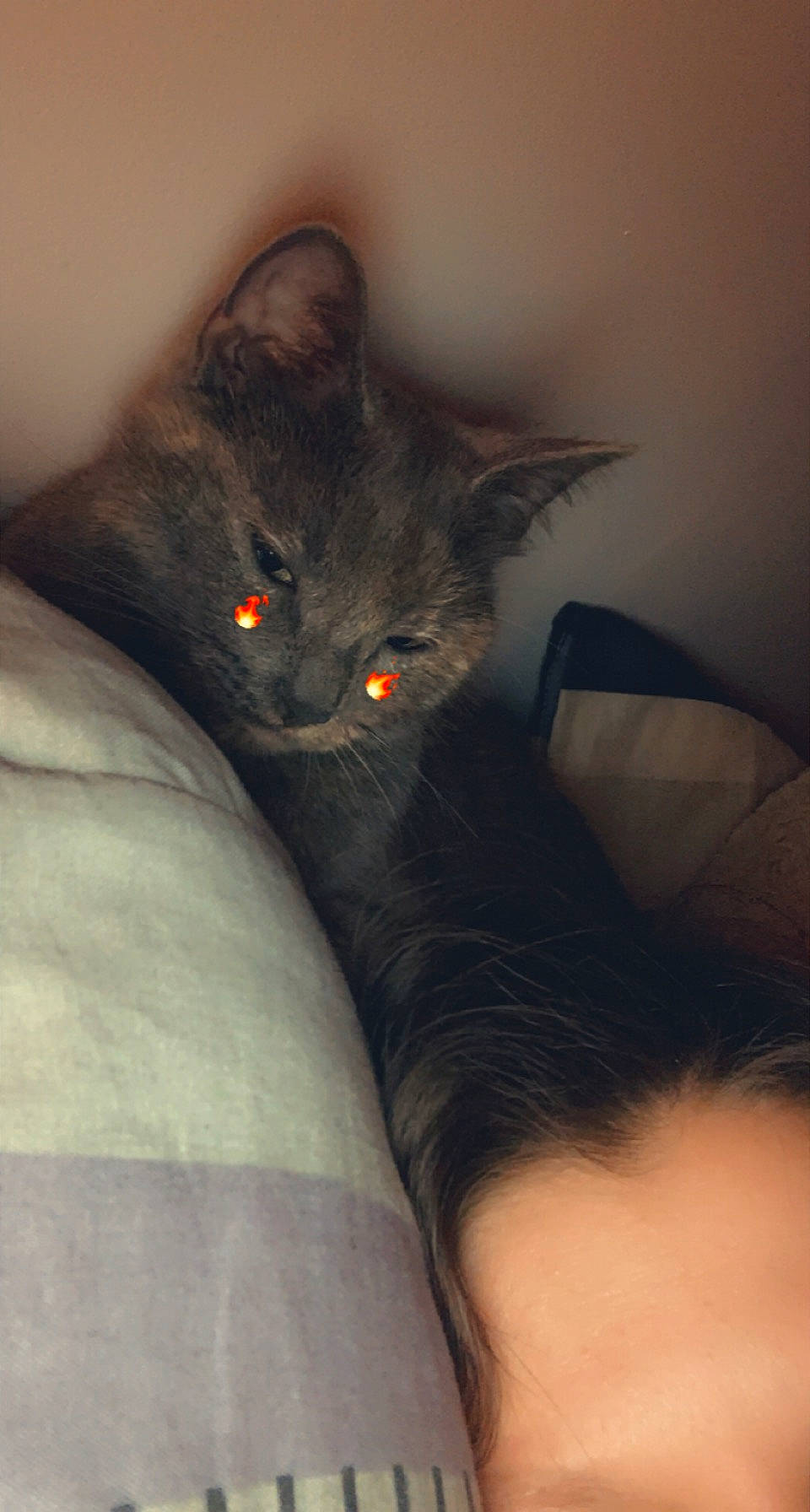 Réglisse a rejoint le concours — aidez-le/la à gagner de superbes lots ! black_cat, carnivore, cat, claw, comfort, domestic_short_haired_cat, eye, felidae, fur, grey, human_leg, mammal, sitting, small_to_medium_sized_cats, snout, tail, thigh, vertebrate, whiskers