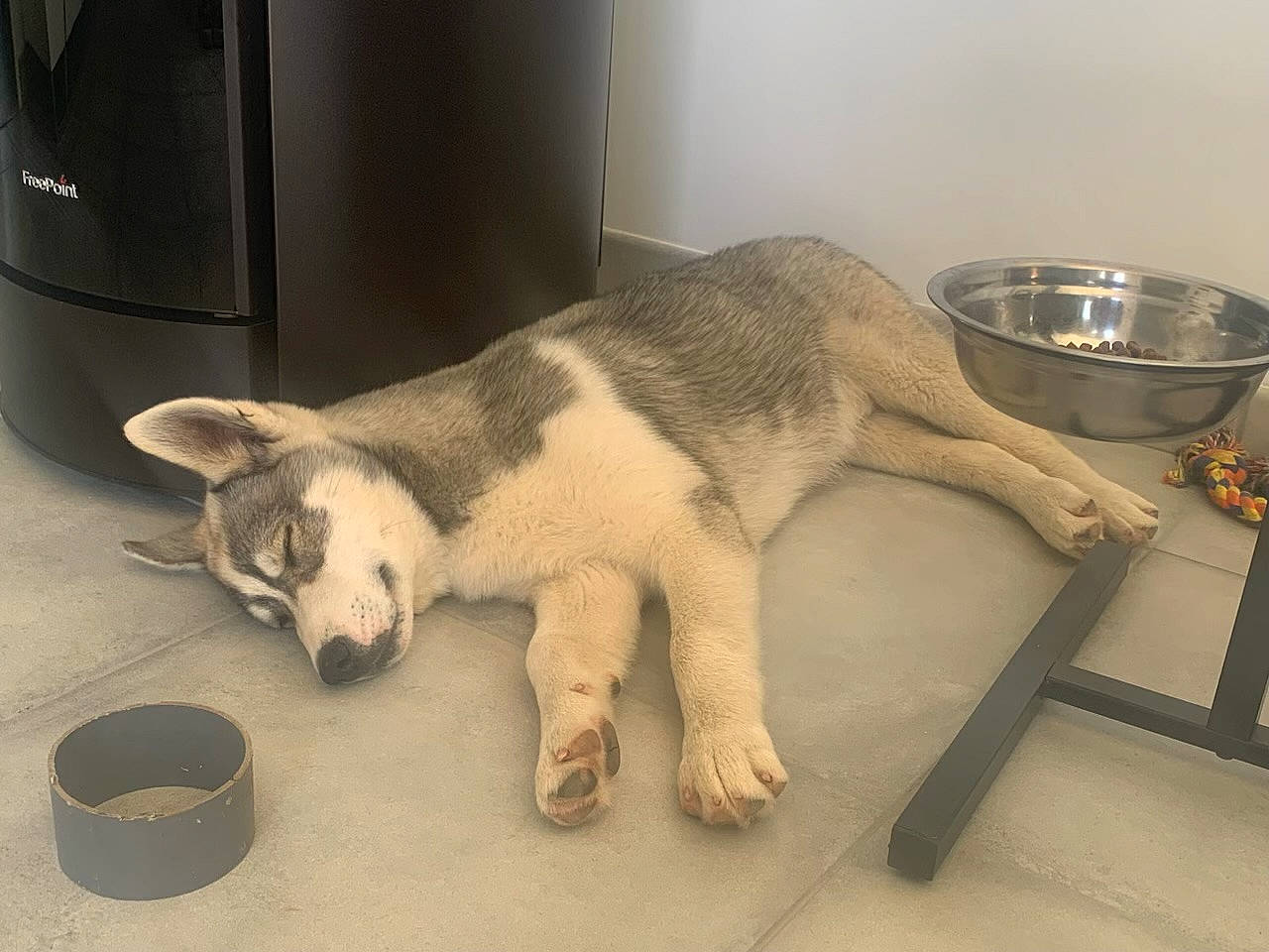 Usher a rejoint le concours — aidez-le/la à gagner de superbes lots ! anteater, carnivore, claw, companion_dog, dog_breed, fawn, felidae, fur, giant_anteater, kitchen_utensil, paw, plate, small_to_medium_sized_cats, snout, sporting_group, tableware, tail, terrestrial_animal, whiskers, wildlife