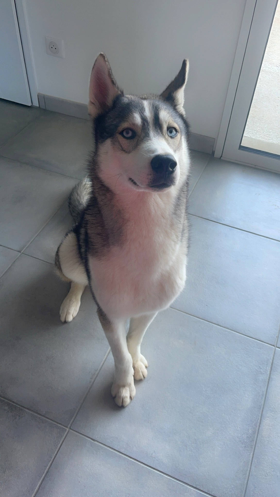 Usher a rejoint le concours — aidez-le/la à gagner de superbes lots ! canidae, carnivore, collar, companion_dog, dog, dog_breed, door, floor, flooring, fur, pet_supply, siberian_husky, sled_dog, snout, sporting_group, tail, tile_flooring, whiskers, working_animal, working_dog