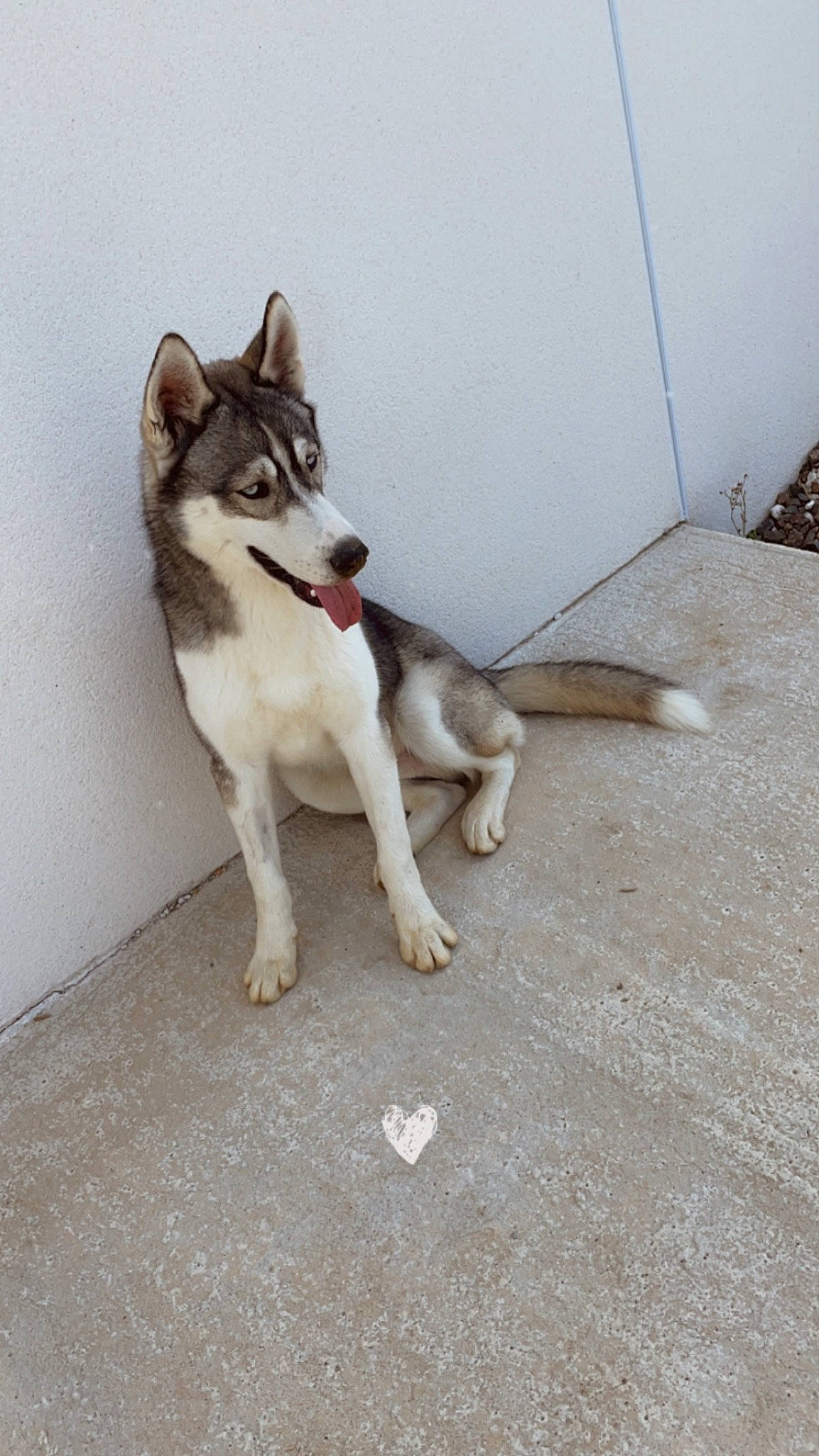 Usher participe au concours pour gagner de l'argent avec cette photo : asphalt, canidae, carnivore, collar, companion_dog, concrete, dog, dog_breed, fawn, flooring, foot, grey, non_sporting_group, paw, pet_supply, road_surface, sporting_group, tail, working_animal, working_dog